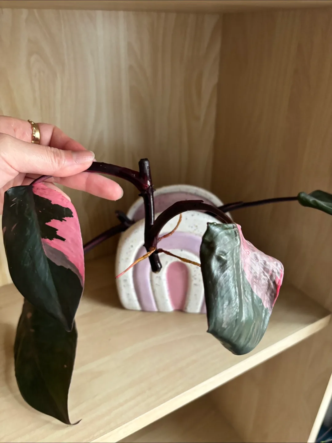 🧡 Pink Princess Philodendron rooted cutting image indicator(4)