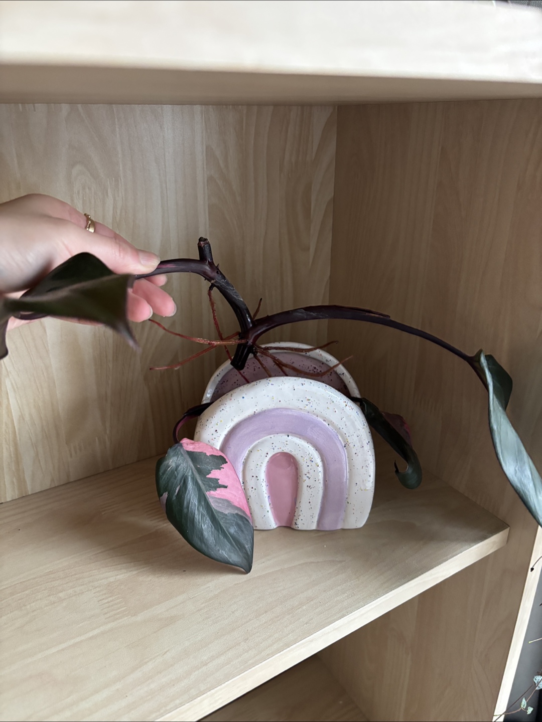 🧡 Pink Princess Philodendron rooted cutting