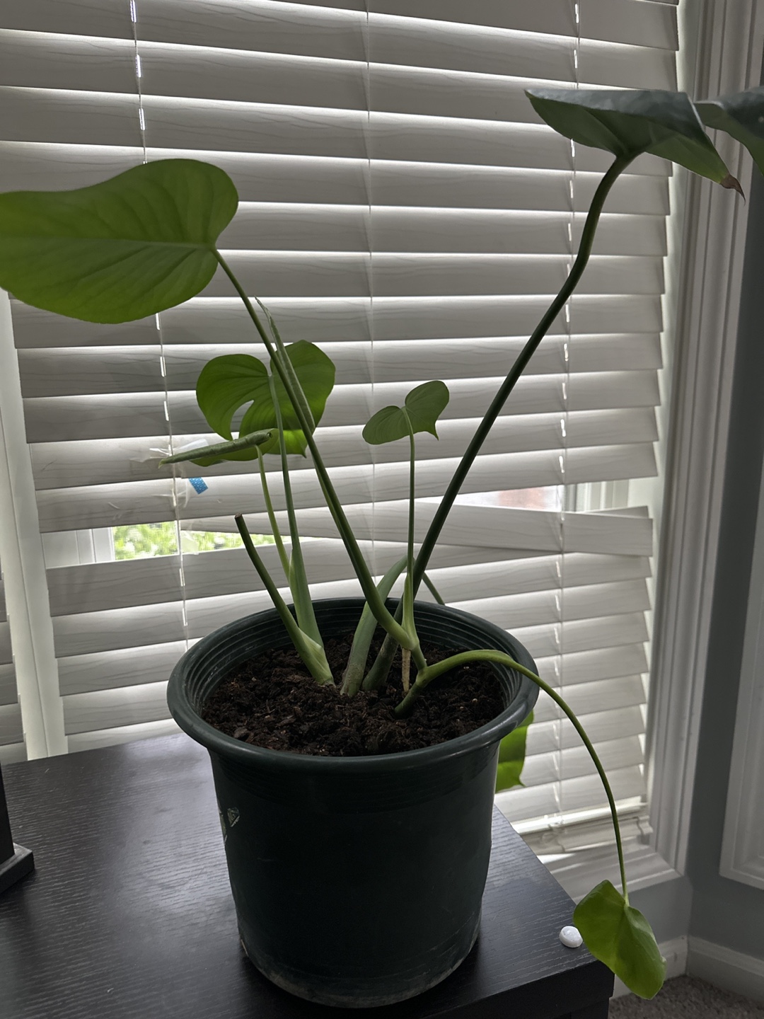 Monstera deliciosa plant