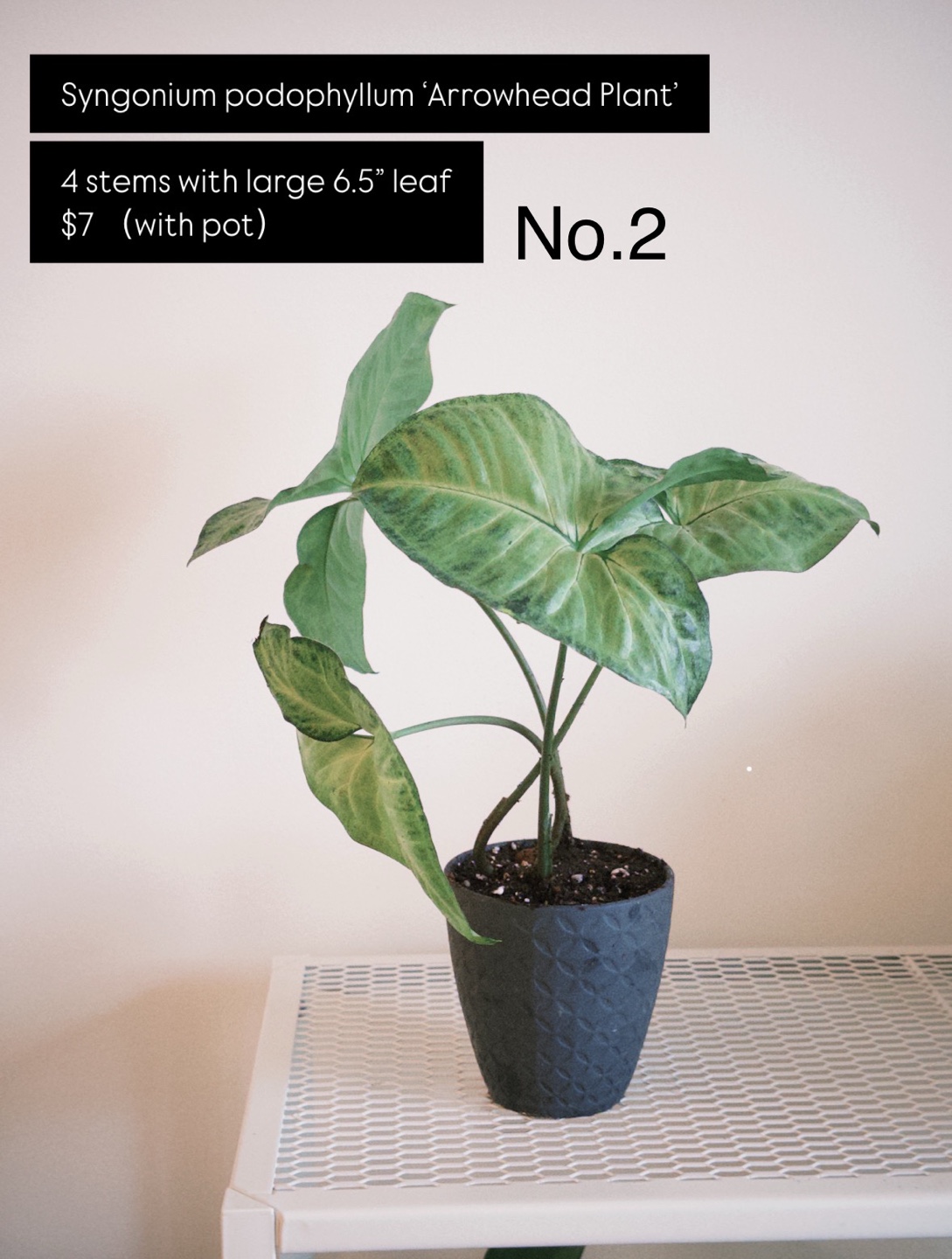 House Plants for Sale – Strong Roots, Pest-Free & Easy Care! - photo 3