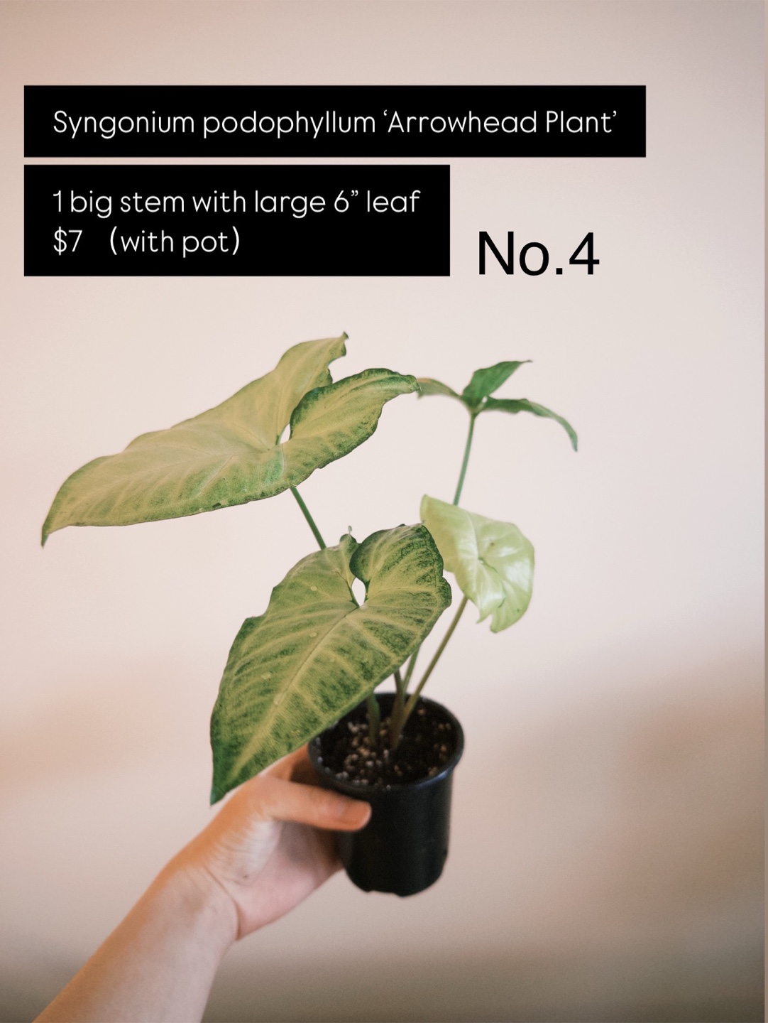 House Plants for Sale – Strong Roots, Pest-Free & Easy Care! - photo 5