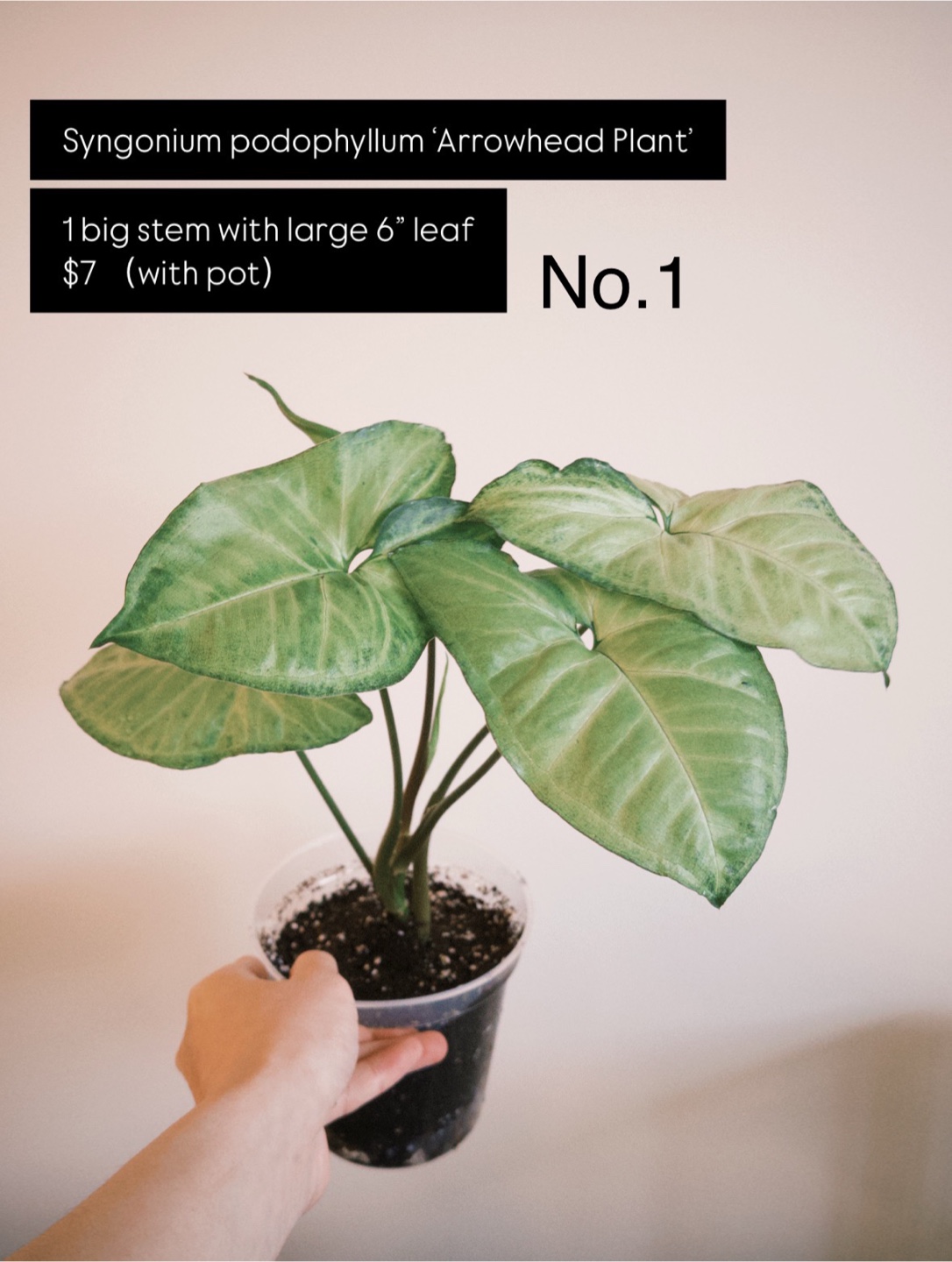 House Plants for Sale – Strong Roots, Pest-Free & Easy Care! - photo 2