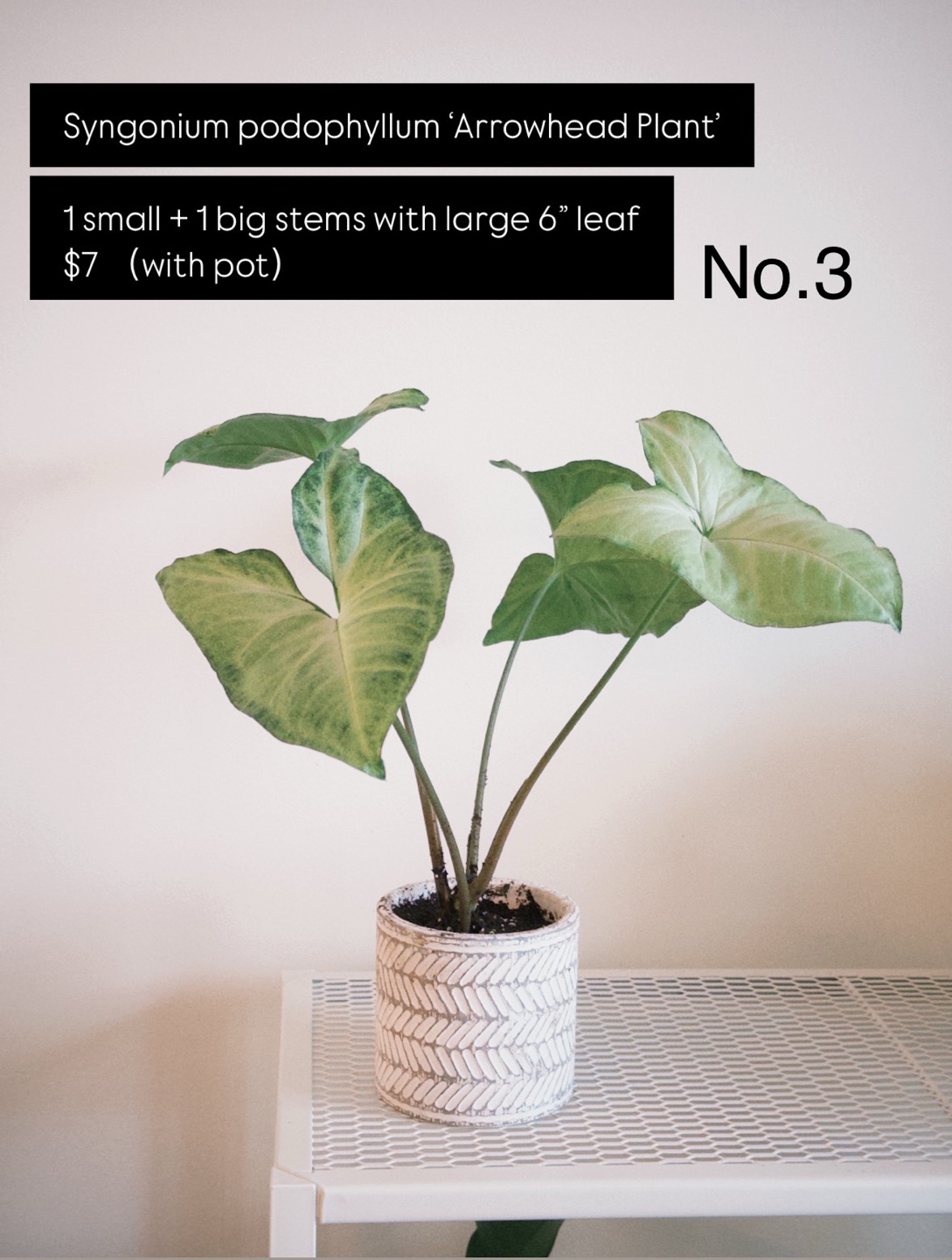 House Plants for Sale – Strong Roots, Pest-Free & Easy Care! - photo 4