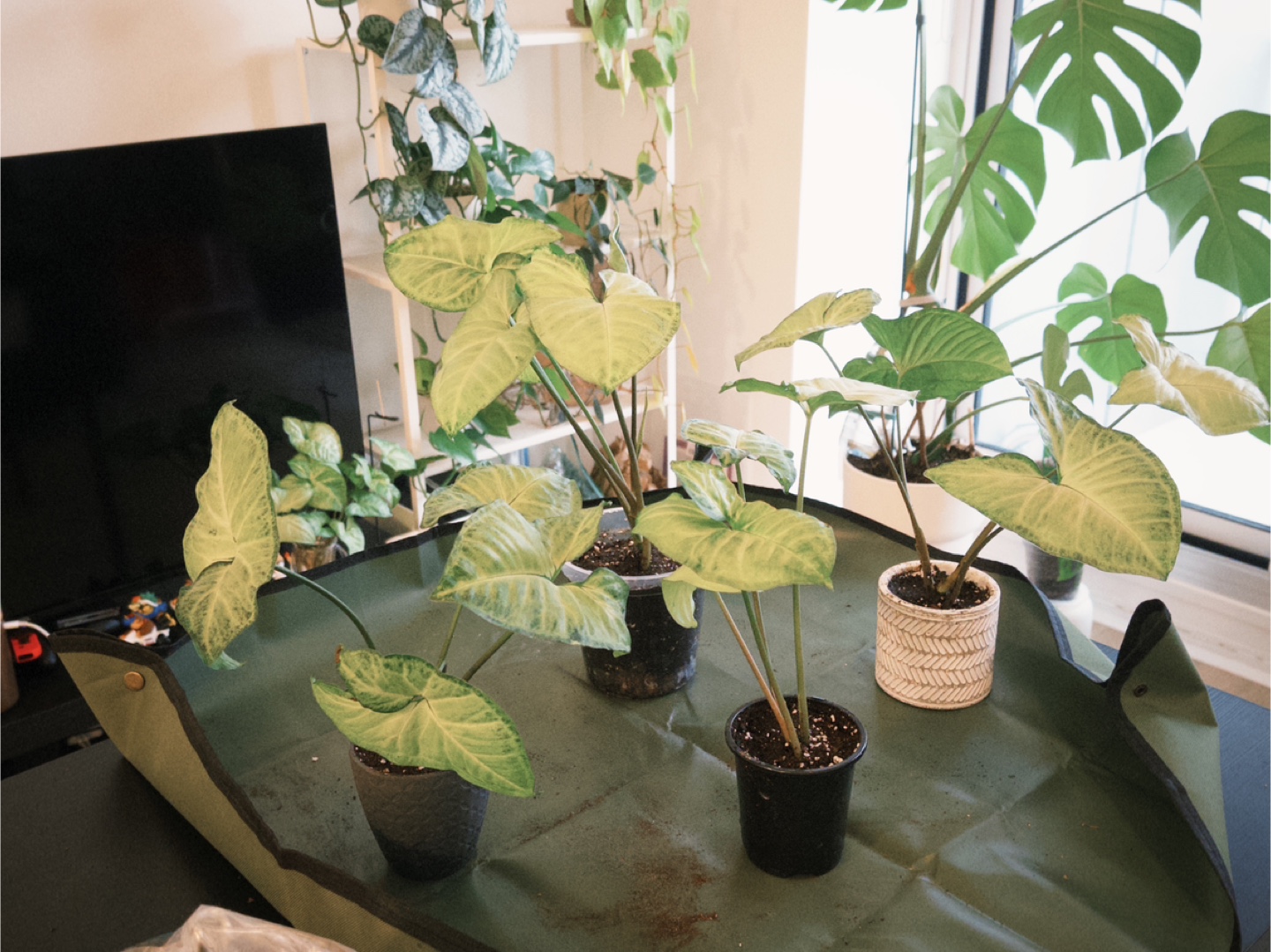 House Plants for Sale – Strong Roots, Pest-Free & Easy Care!