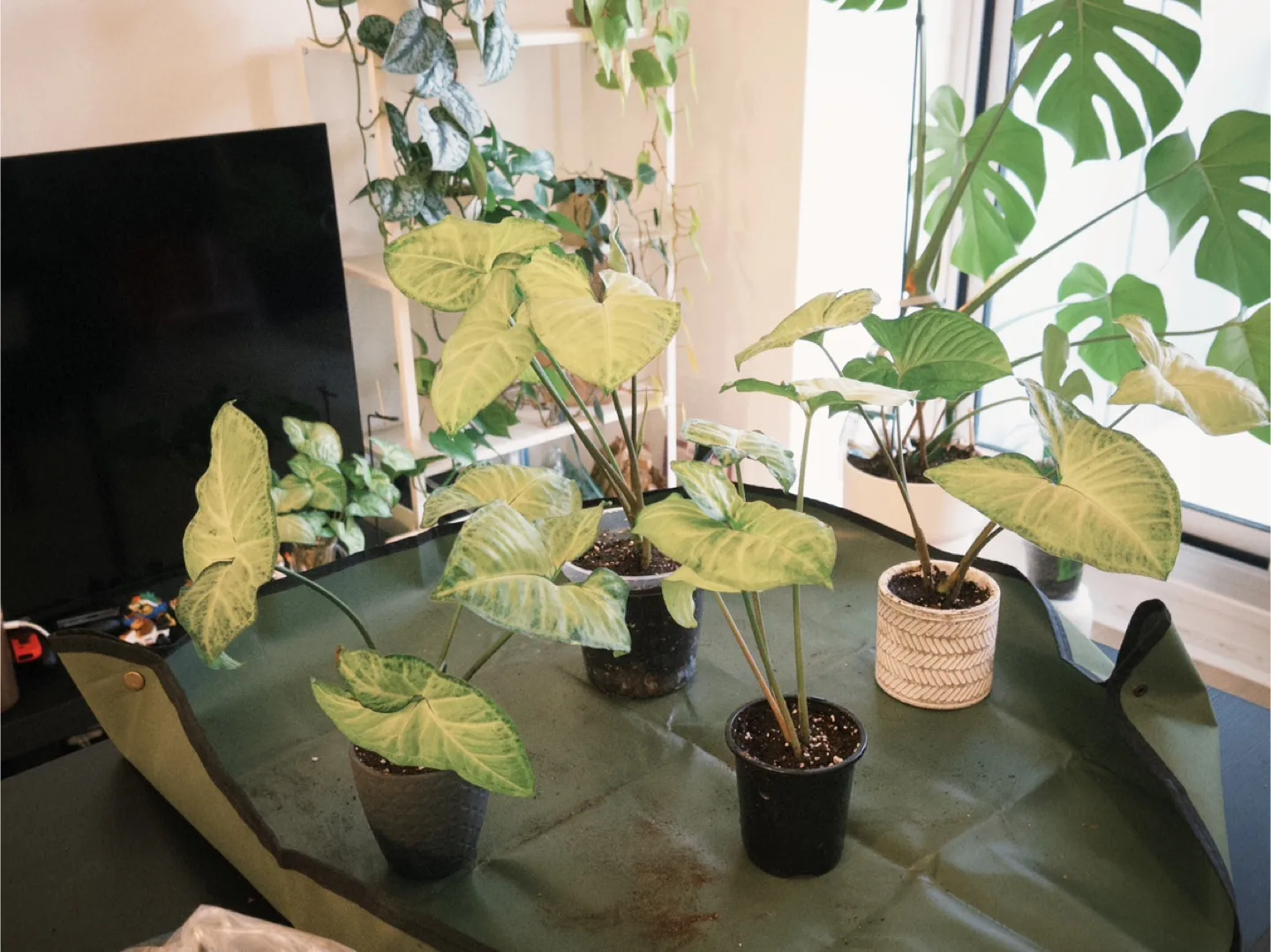 House Plants for Sale – Strong Roots, Pest-Free & Easy Care! thumbnail
