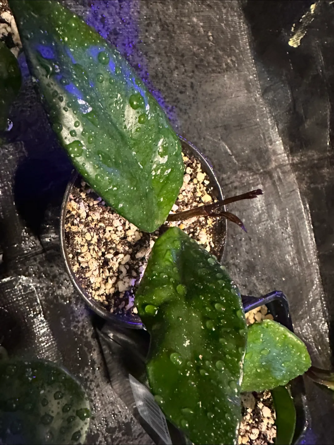 Hoya carnosa image indicator(5)