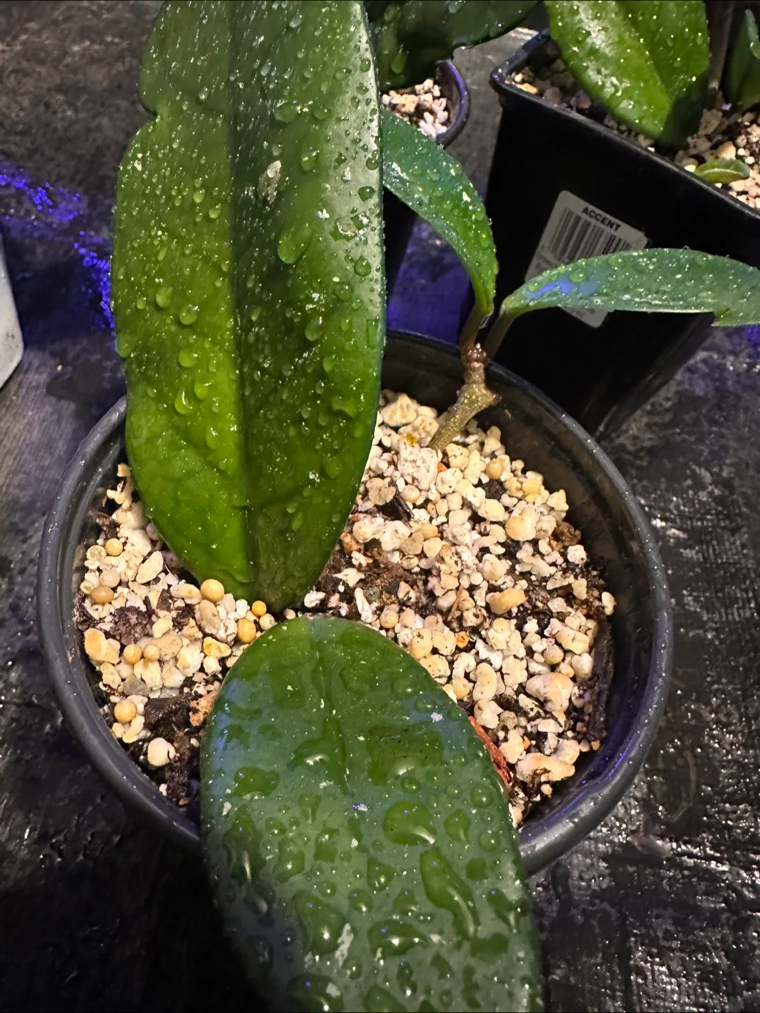 Hoya carnosa image indicator(3)