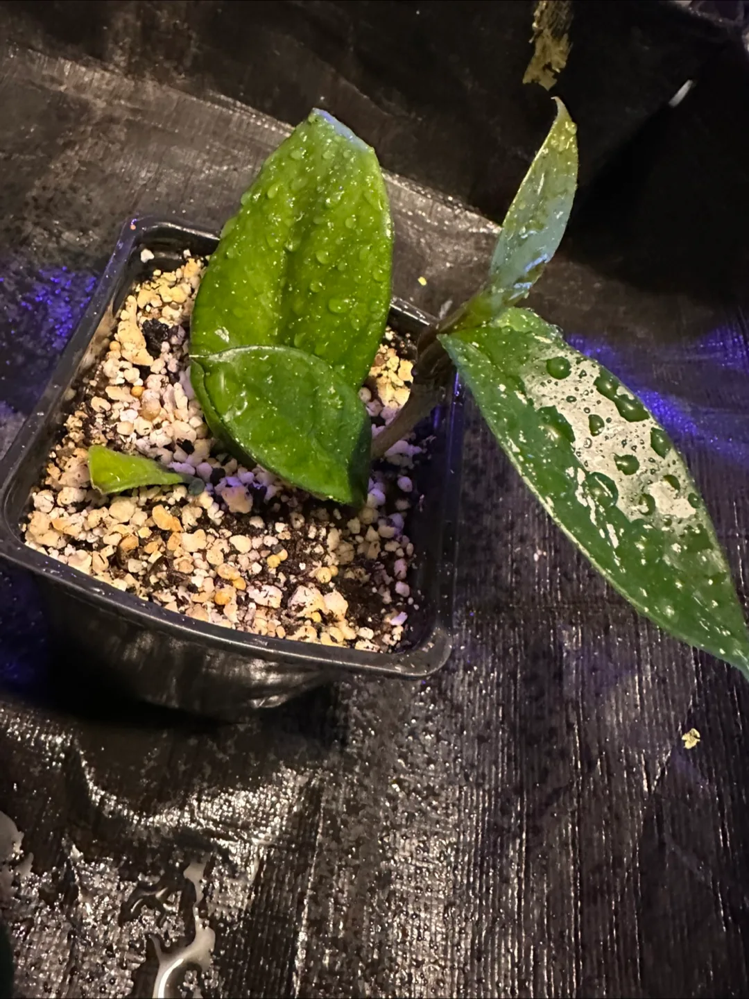 Hoya carnosa image indicator(4)