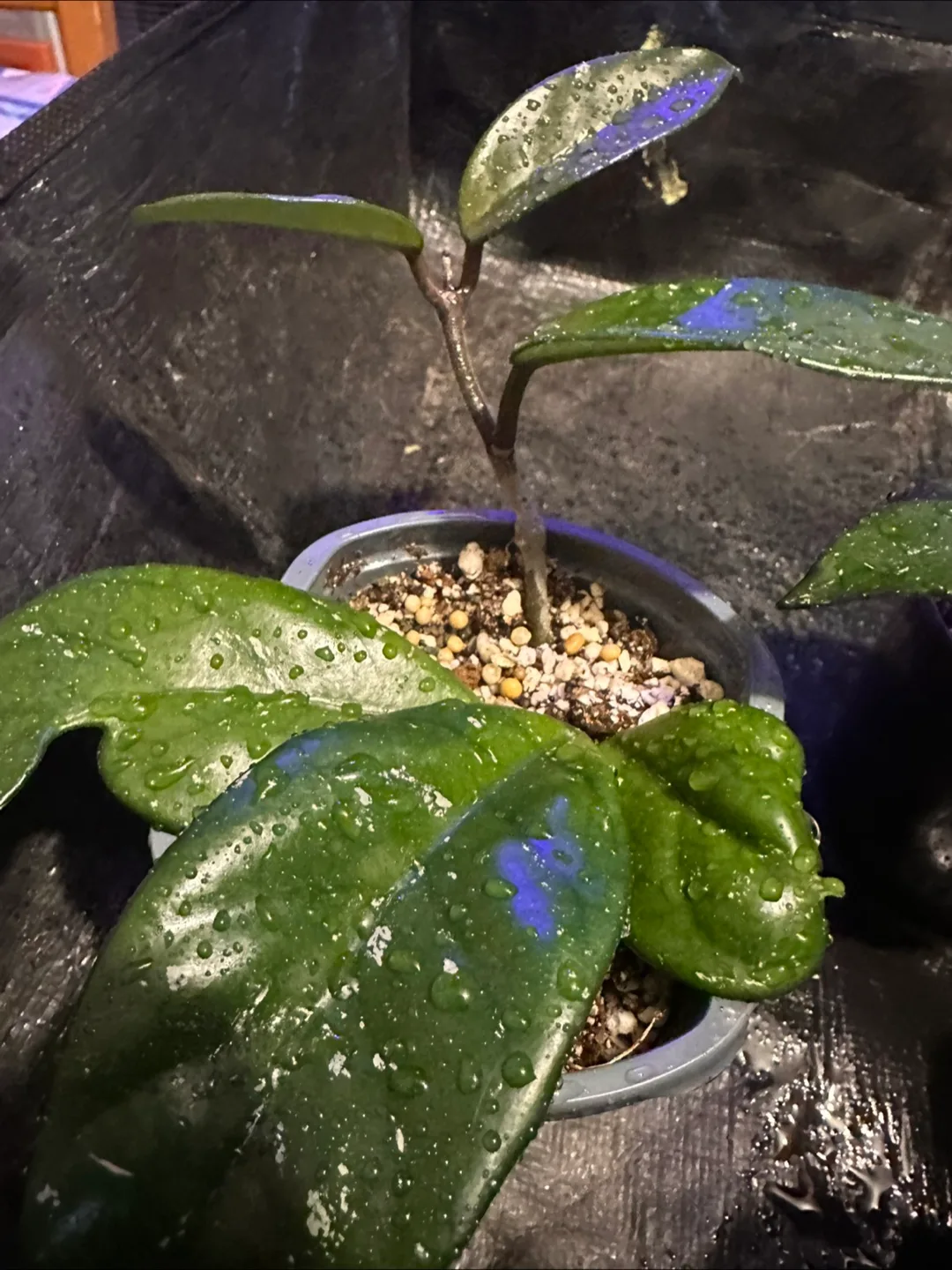 Hoya carnosa image indicator(2)