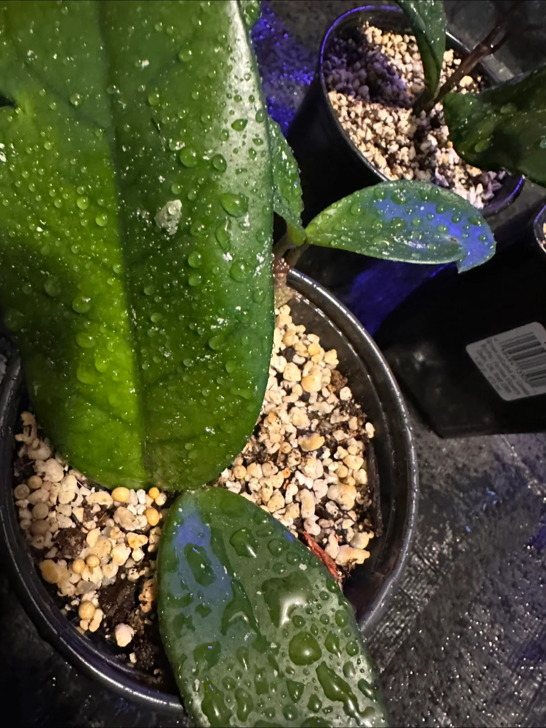 Hoya carnosa image indicator(6)