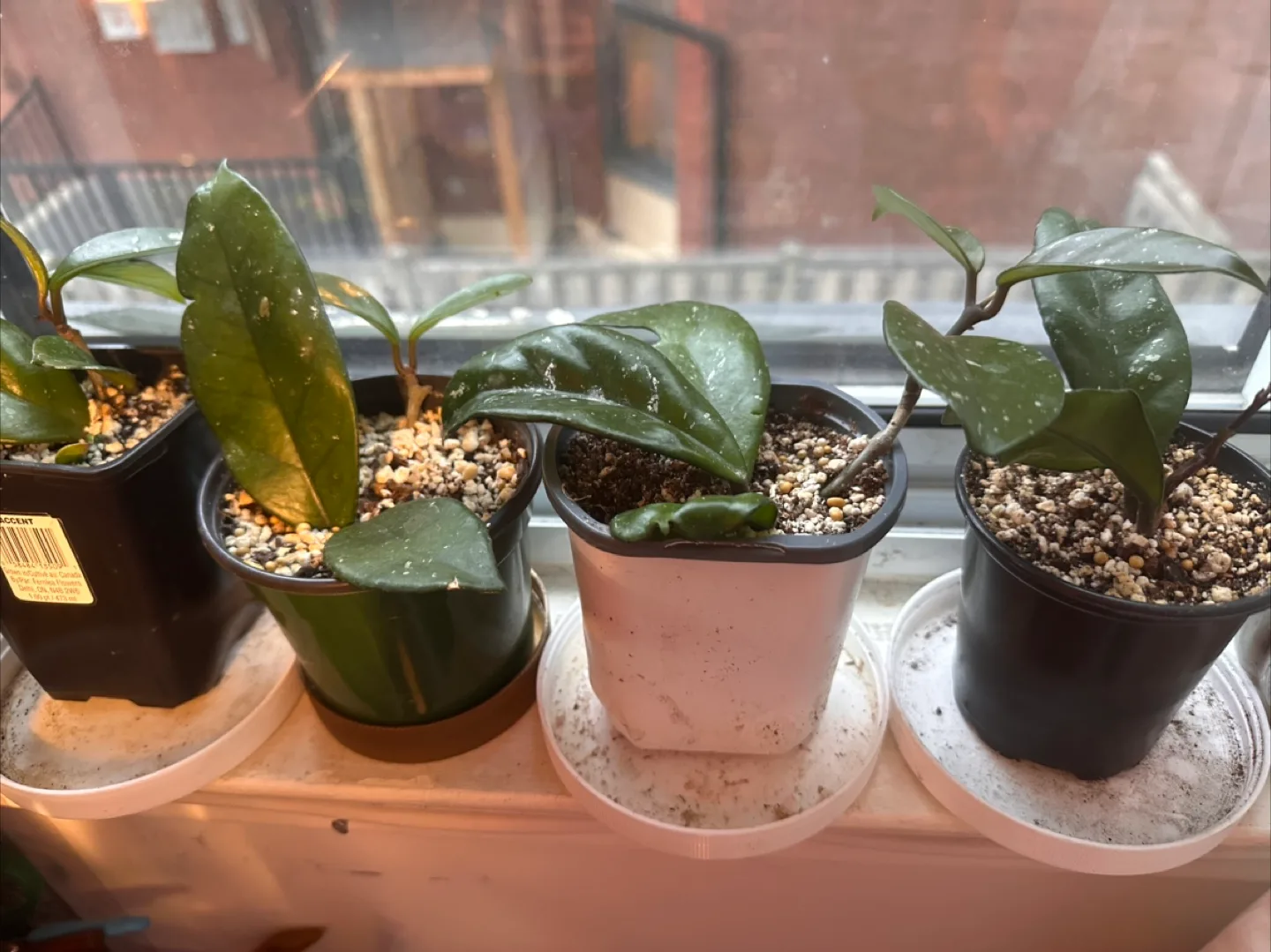 Hoya carnosa image indicator(8)