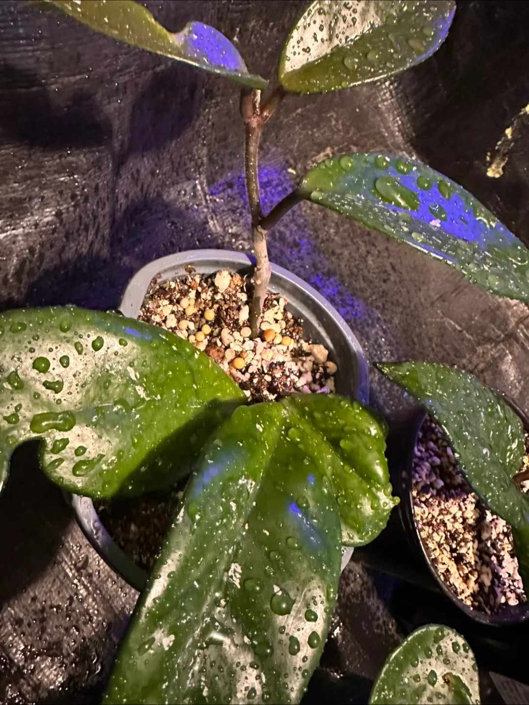 Hoya carnosa image indicator(7)