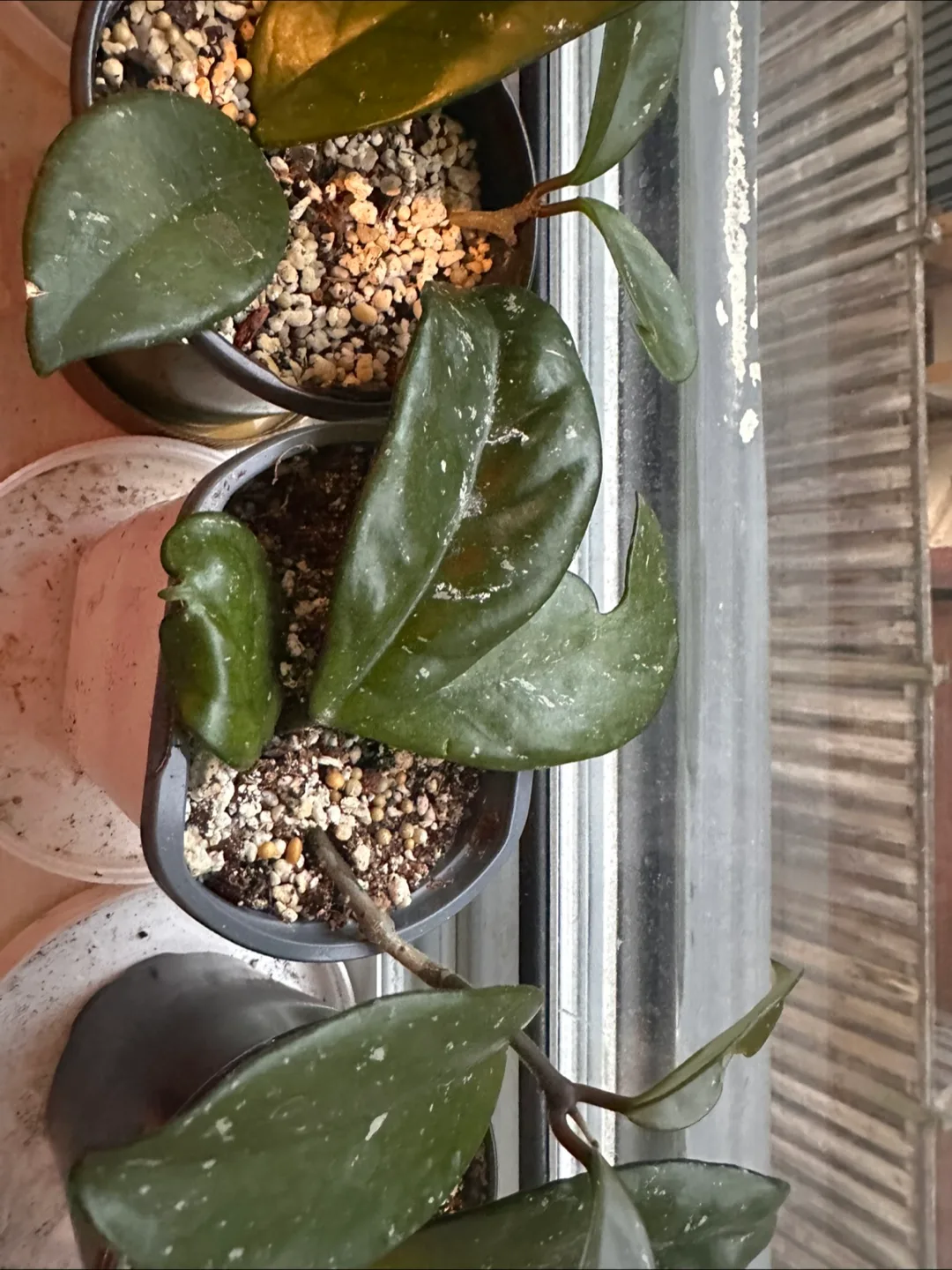 Hoya carnosa image indicator(9)