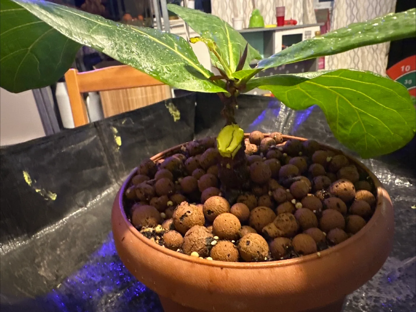 Fiddle Leaf Fig Plant image indicator(2)