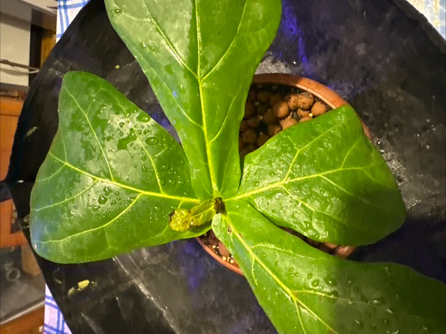 Fiddle Leaf Fig Plant image indicator(4)