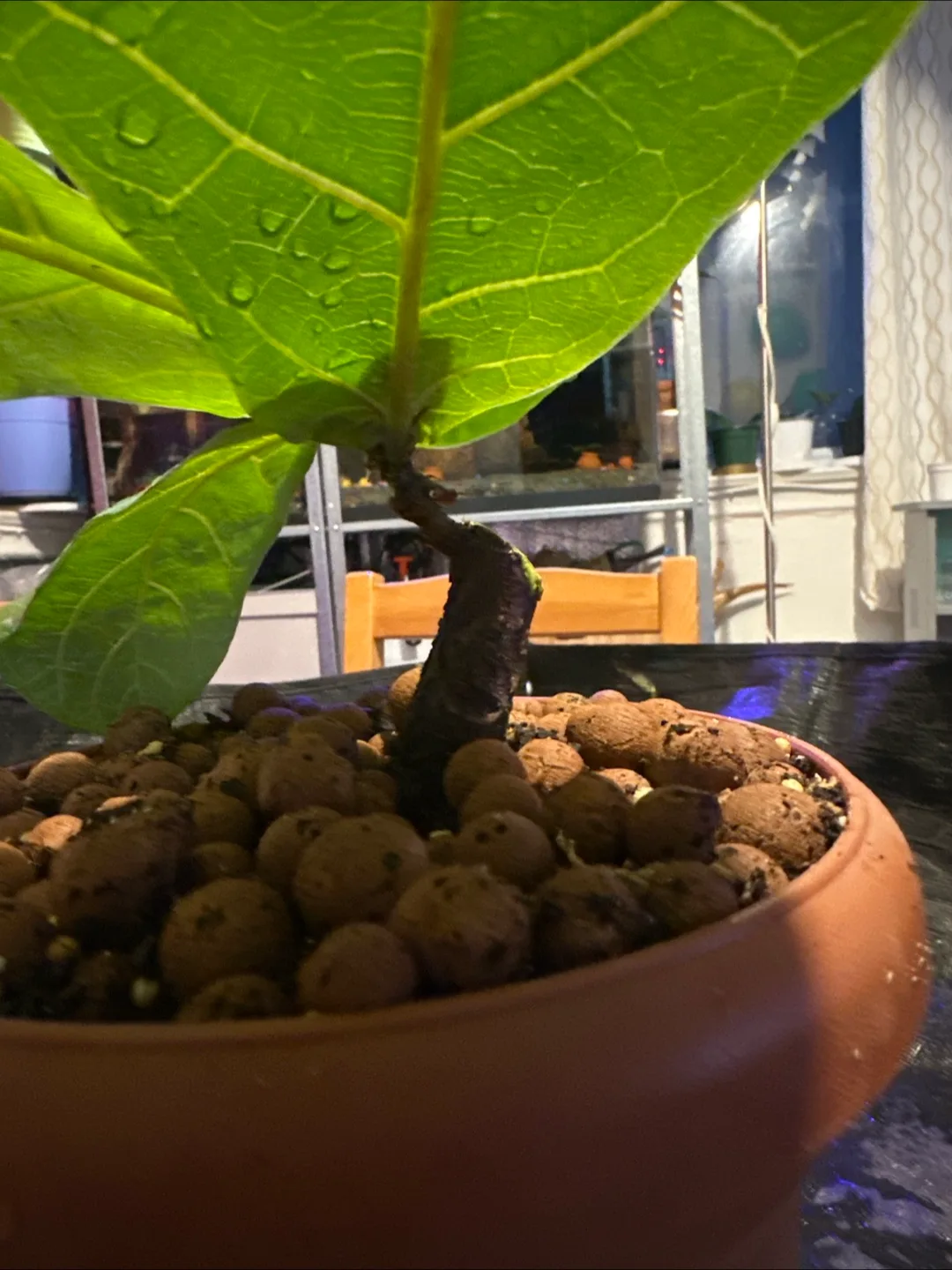 Fiddle Leaf Fig Plant image indicator(3)