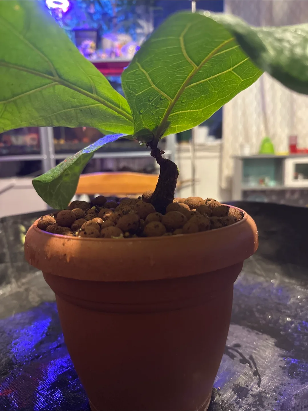 Fiddle Leaf Fig Plant image indicator(5)