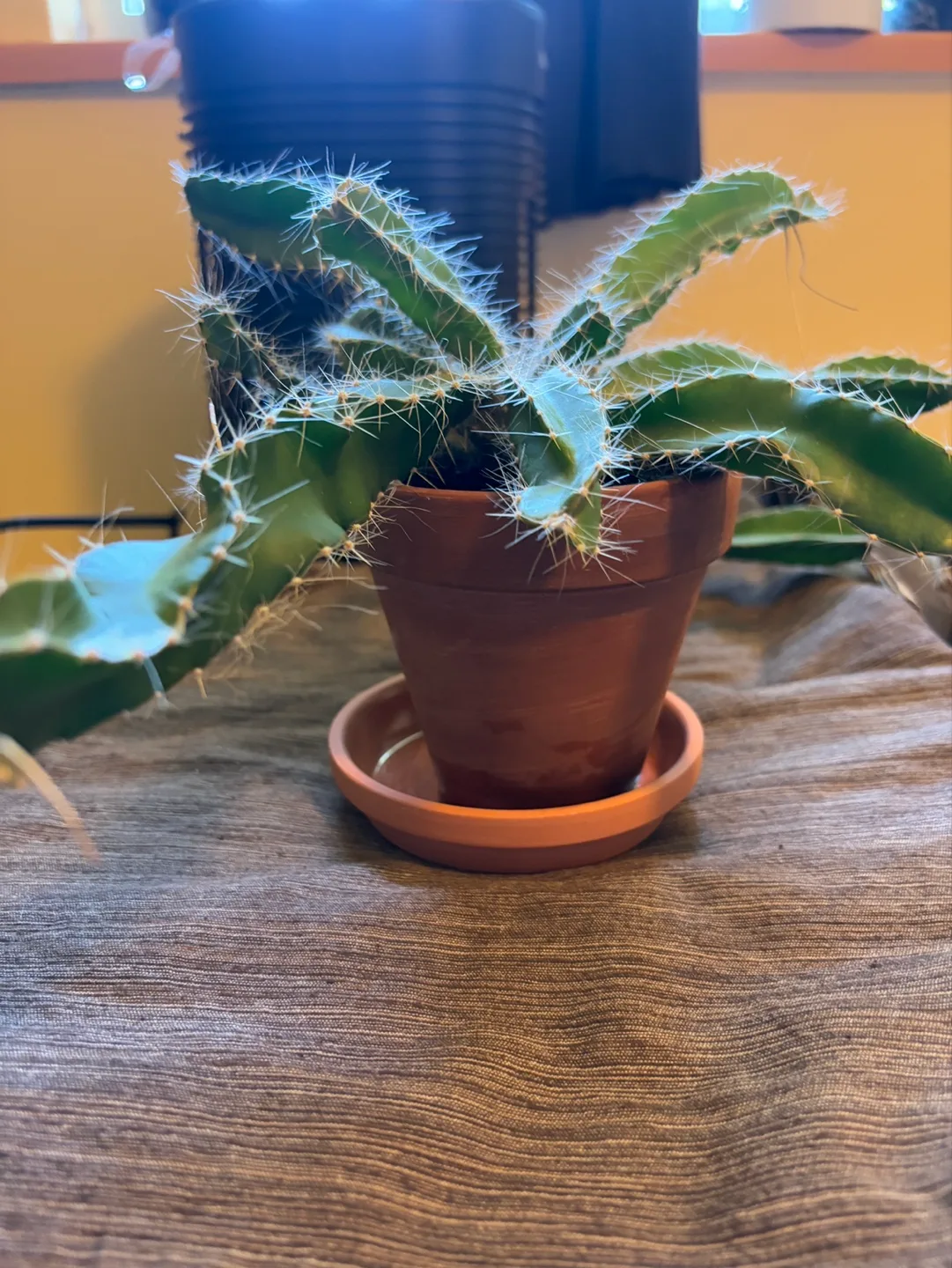 Large Cactus - 4.5in Pot Perfect for Low Maintenance Gift image indicator(2)