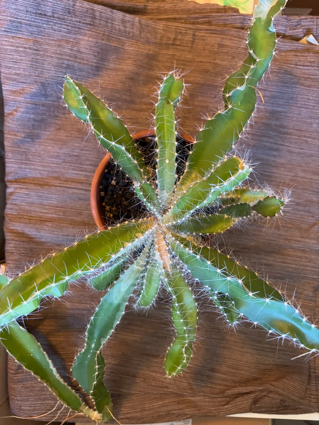 Large Cactus - 4.5in Pot Perfect for Low Maintenance Gift image indicator(3)