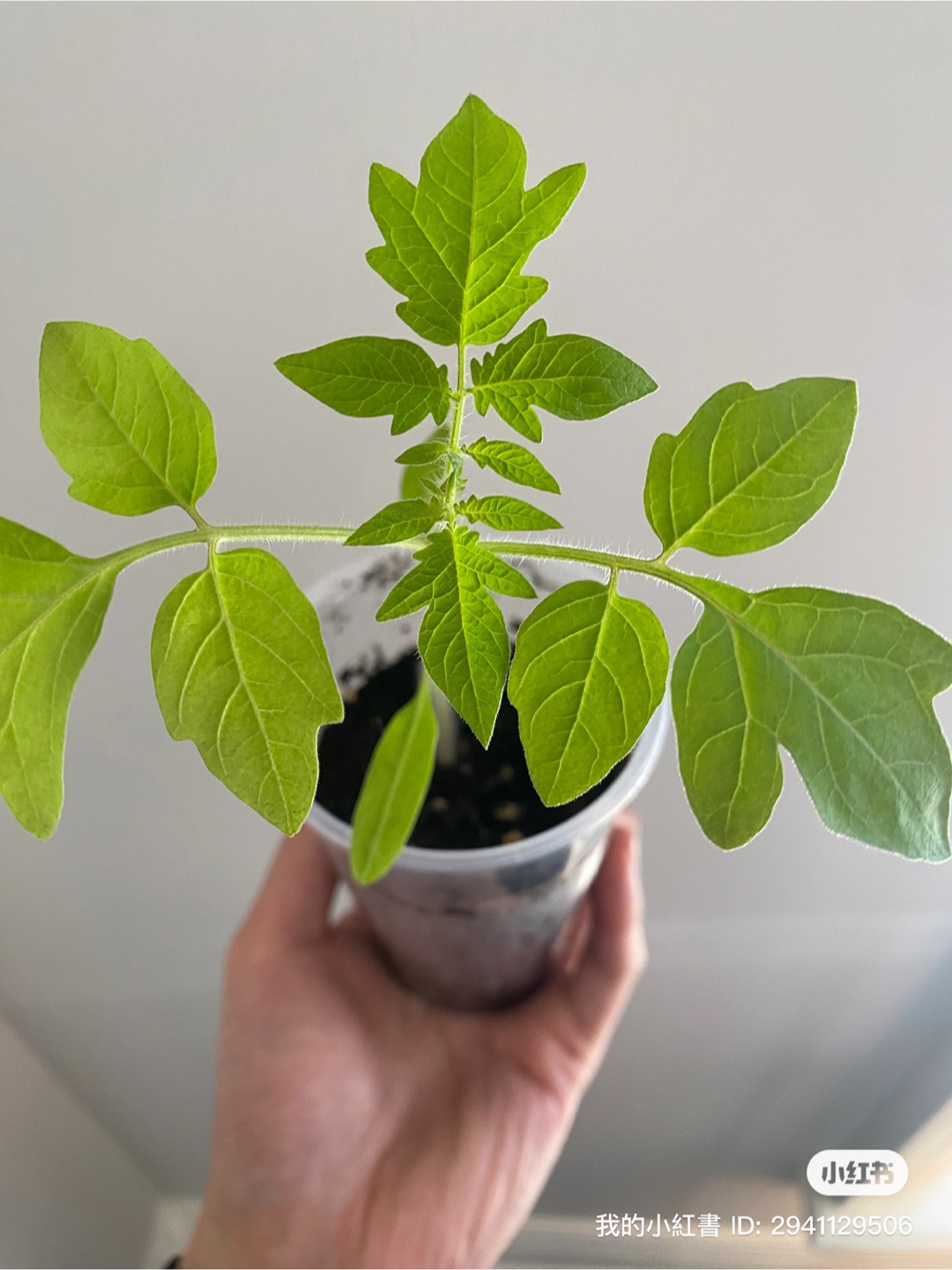 Tomato Seedlings - Ready to Transplant! - photo 2