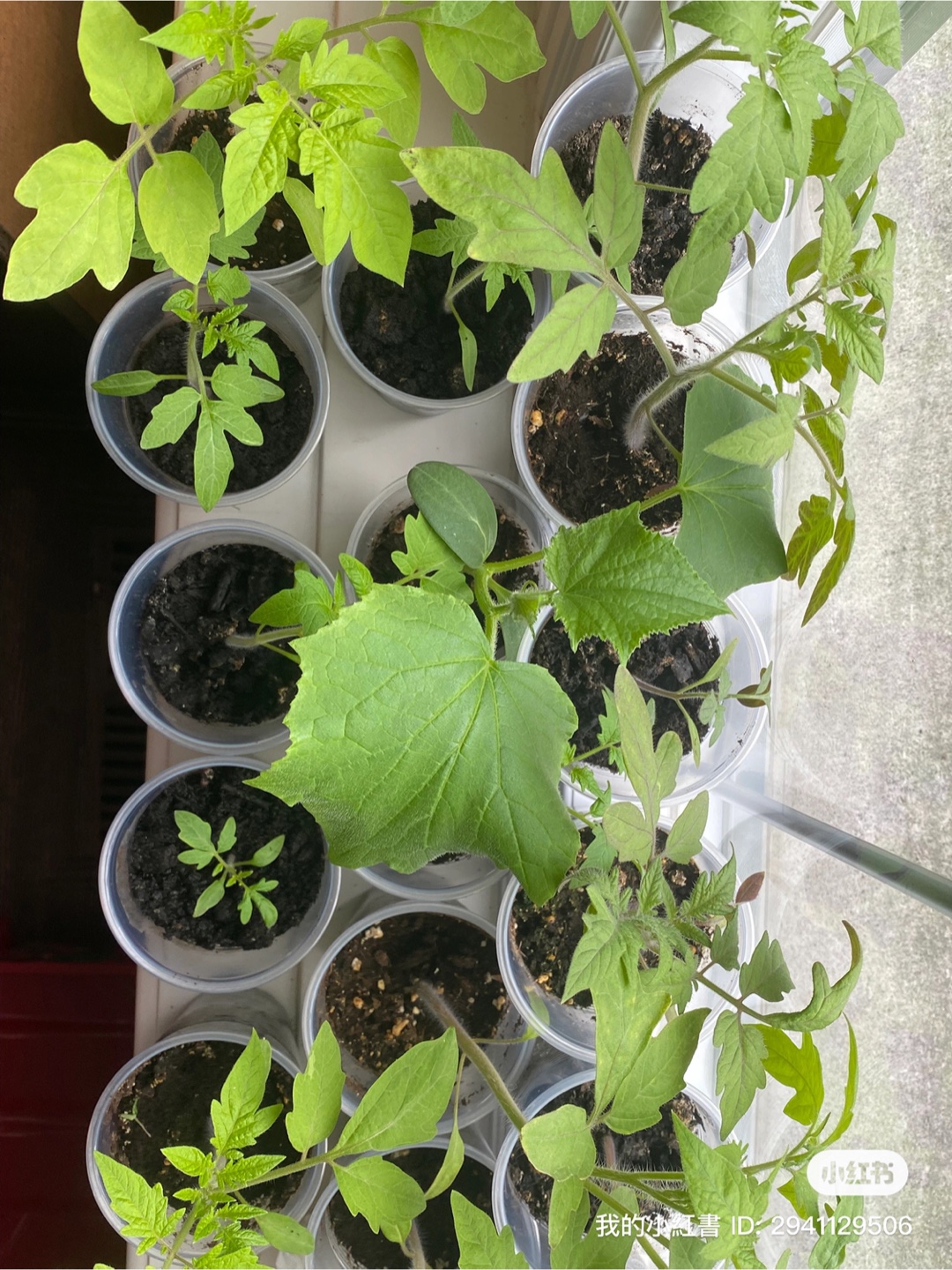Tomato Seedlings - Ready to Transplant!