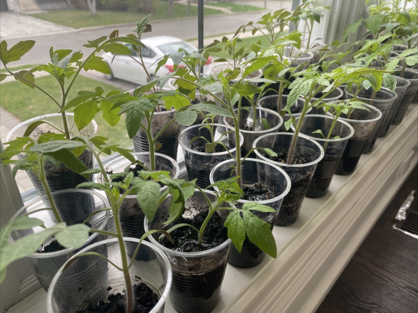 Tomato Seedlings - Ready to Transplant! - photo 3