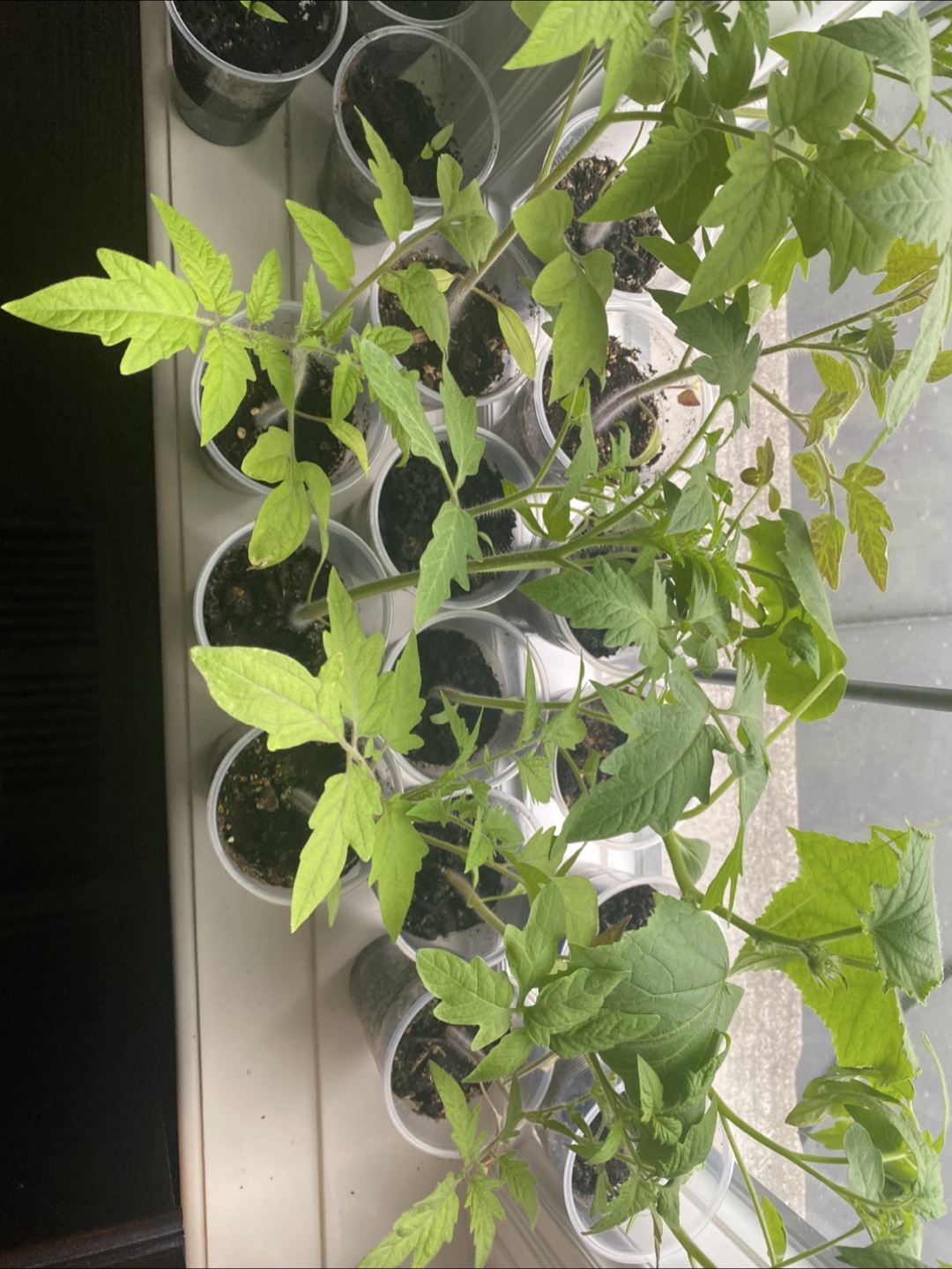 Tomato Seedlings - Ready to Transplant! - photo 5