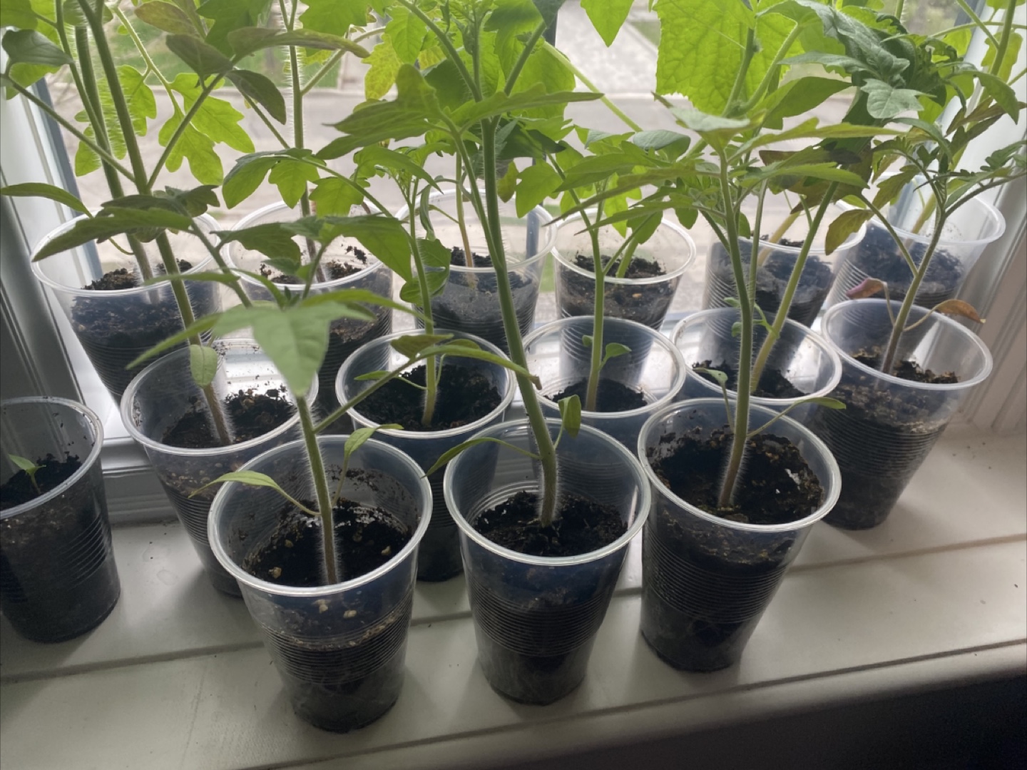 Tomato Seedlings - Ready to Transplant! - photo 4
