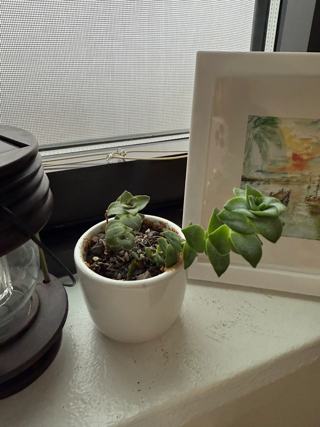Succulent in White Pot thumbnail