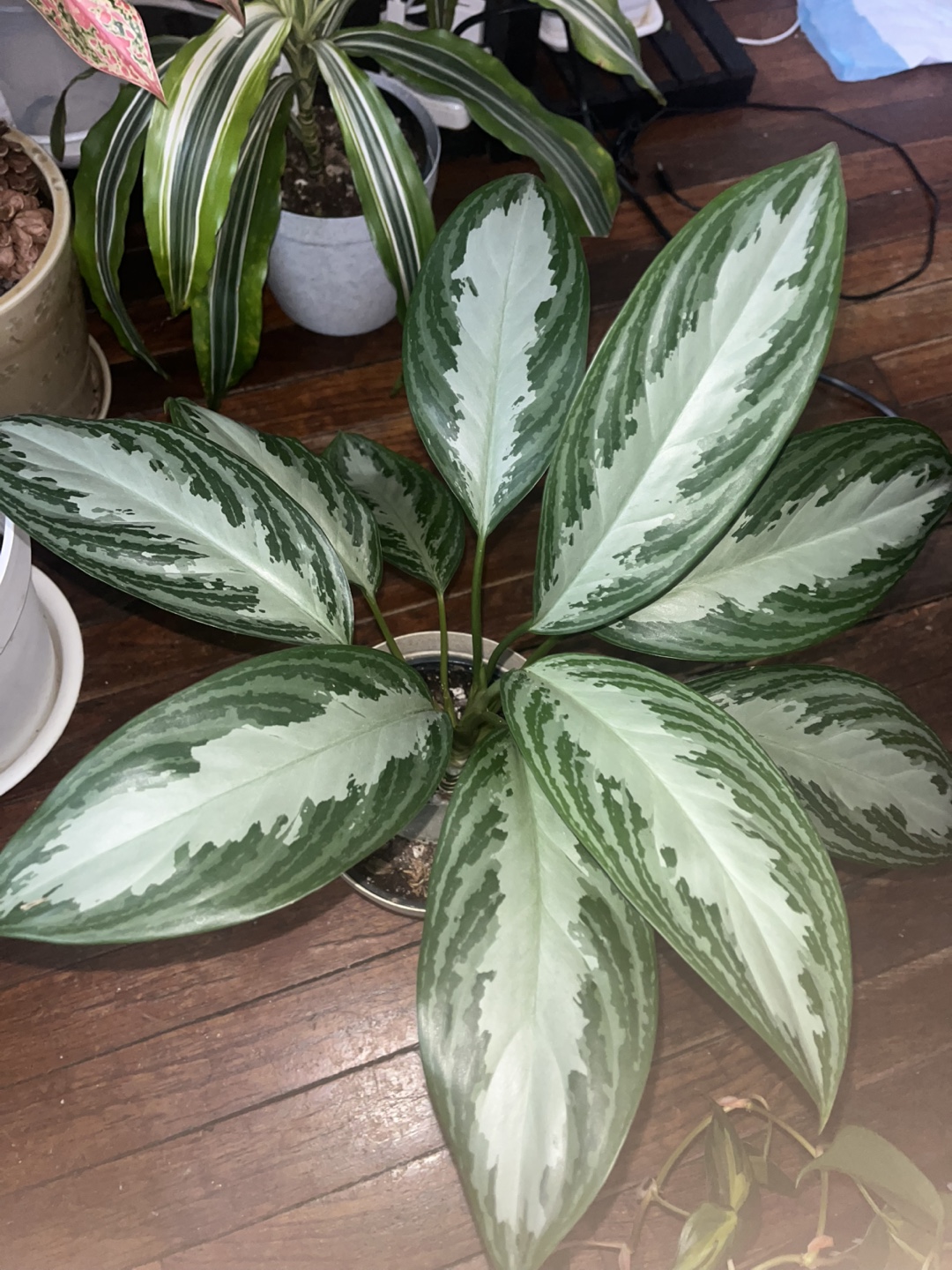 Aglaonema Silver Bay Plant