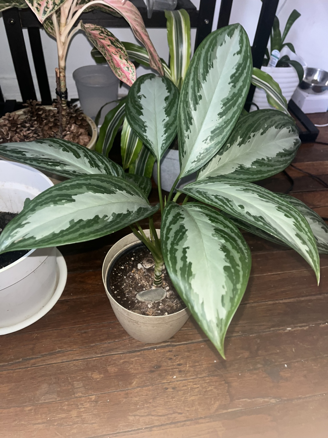 Aglaonema Silver Bay Plant - photo 2
