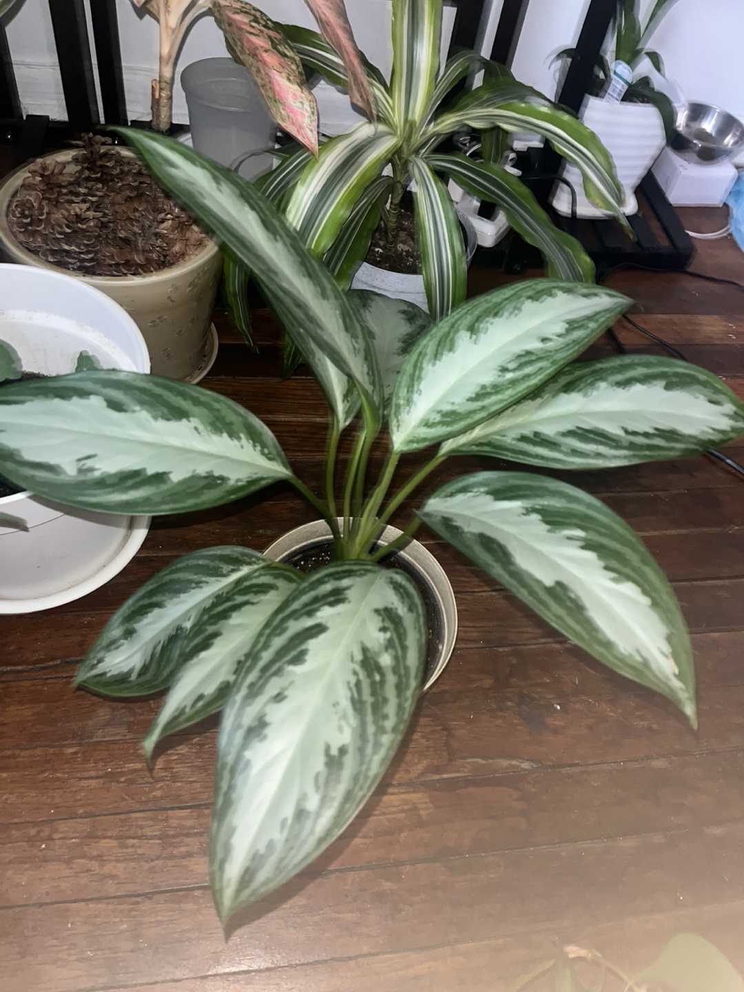 Aglaonema Silver Bay Plant - photo 3