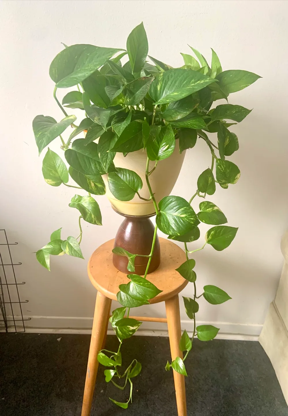 Large Golden Pothos Houseplant image indicator(3)