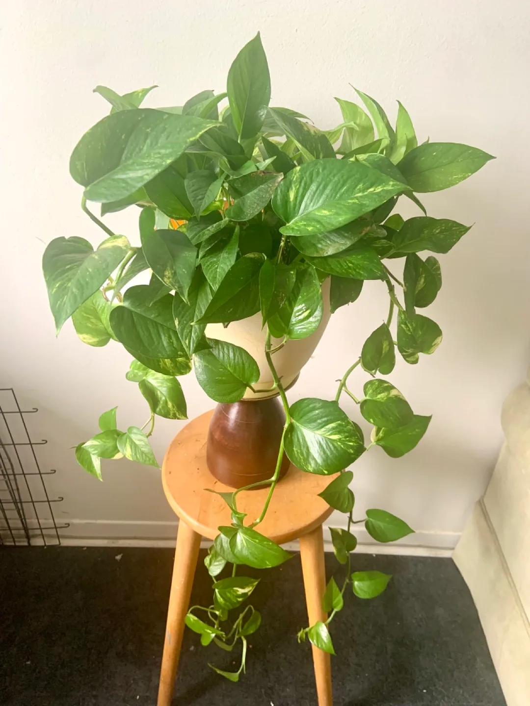 Large Golden Pothos Houseplant image indicator(4)