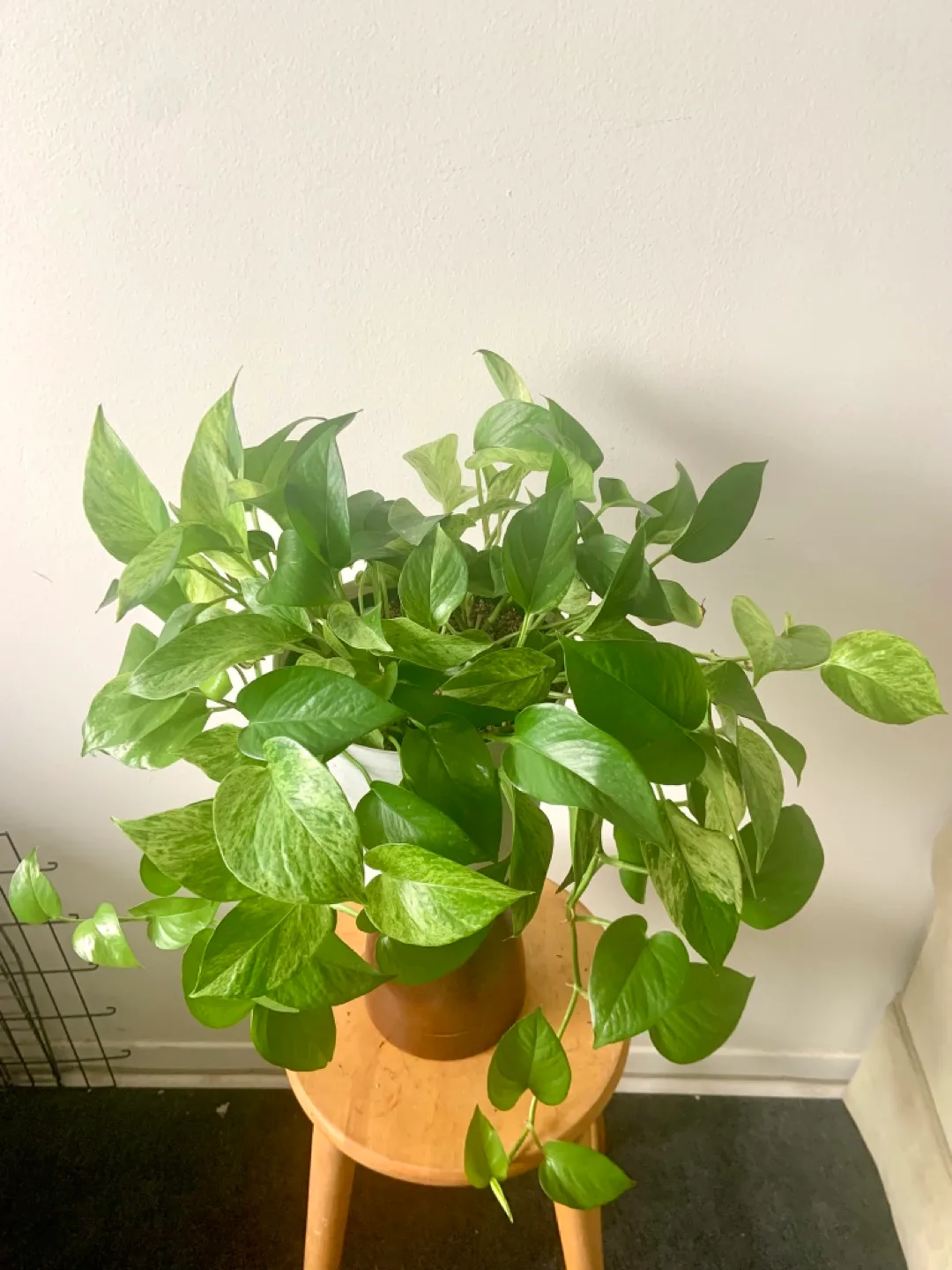Large Golden Pothos Houseplant image indicator(5)