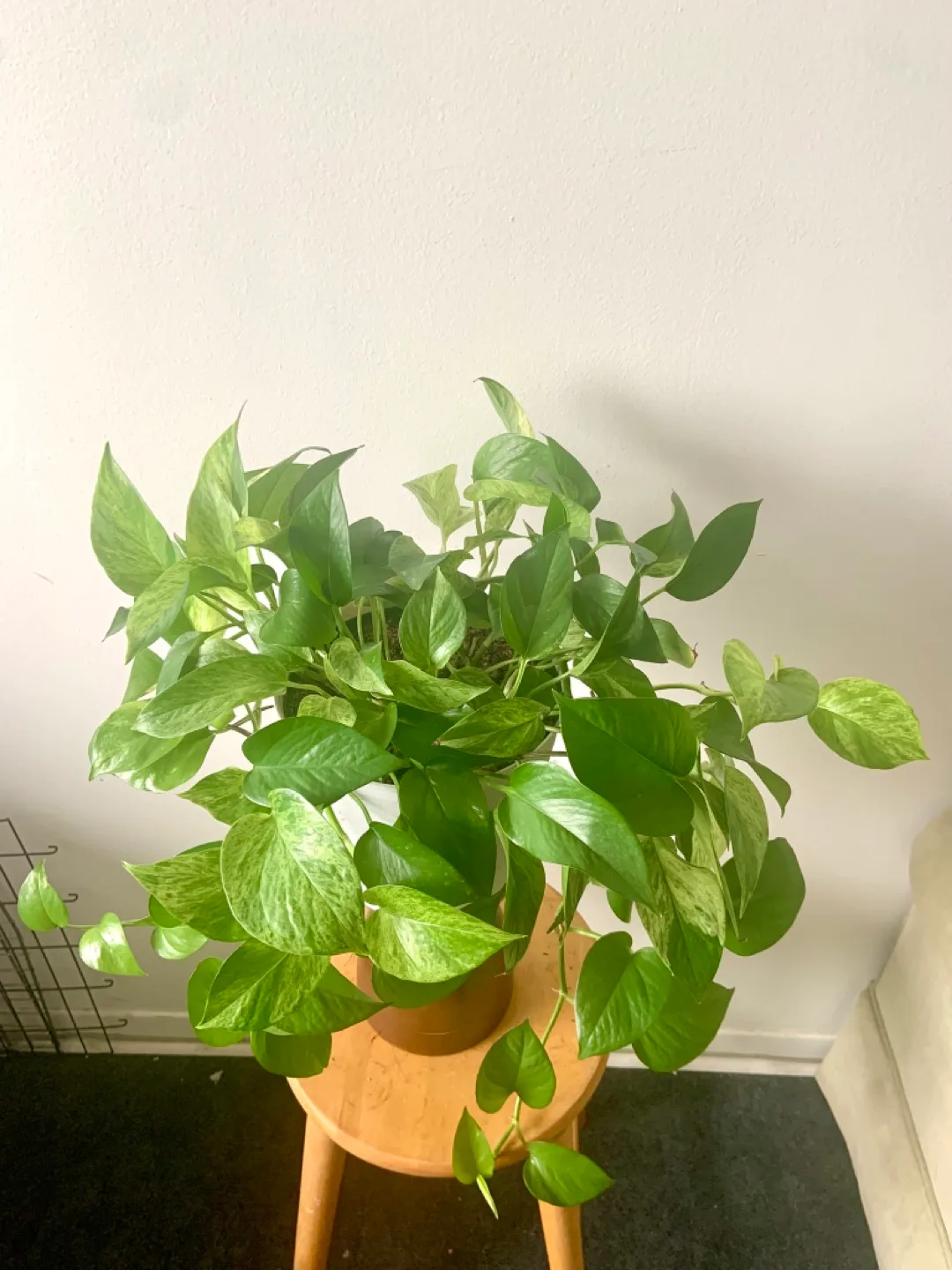 Large Golden Pothos Houseplant image indicator(7)
