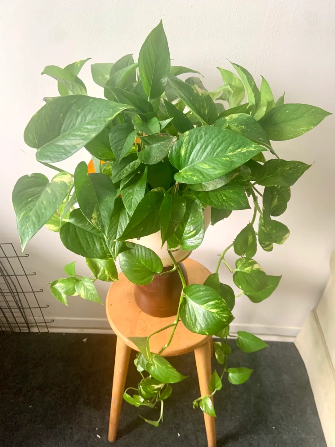 Large Golden Pothos Houseplant image indicator(2)