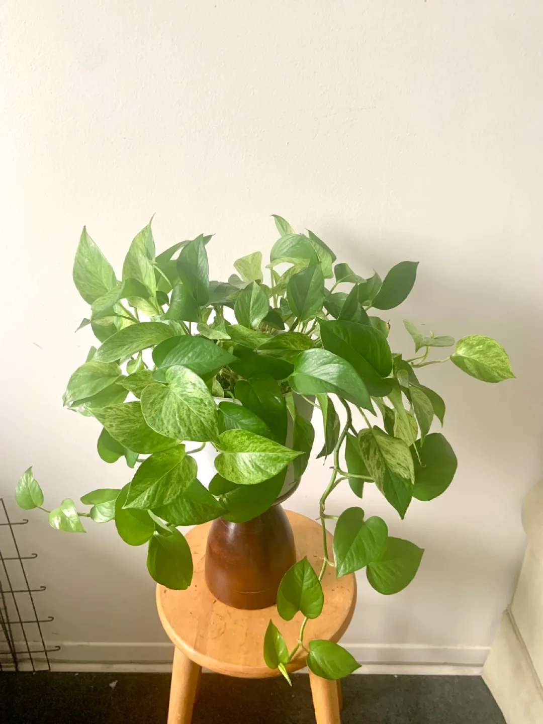 Large Golden Pothos Houseplant image indicator(6)