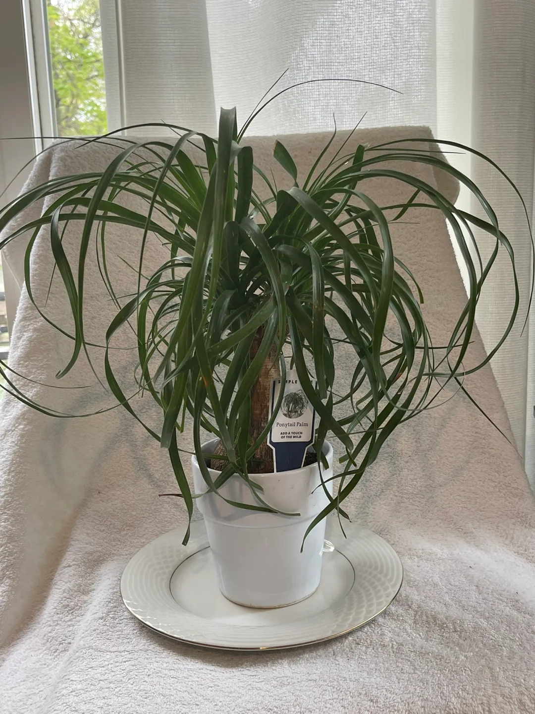 Happy Spring Palm thumbnail