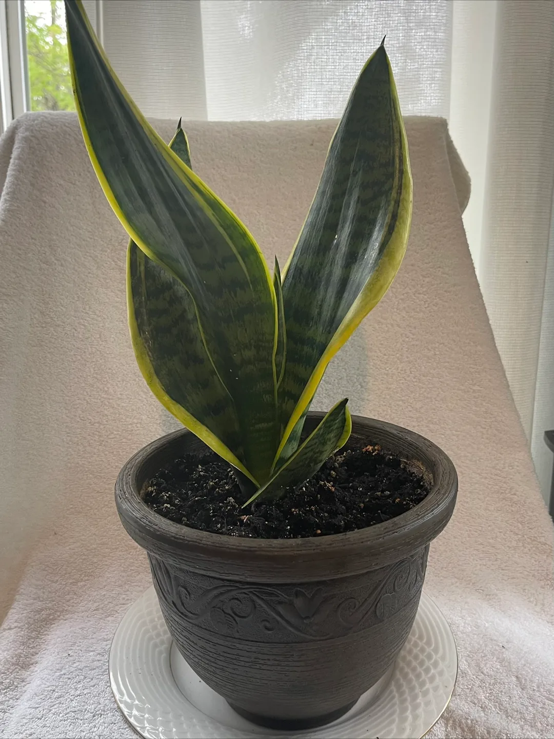 Happy Spring Pot thumbnail