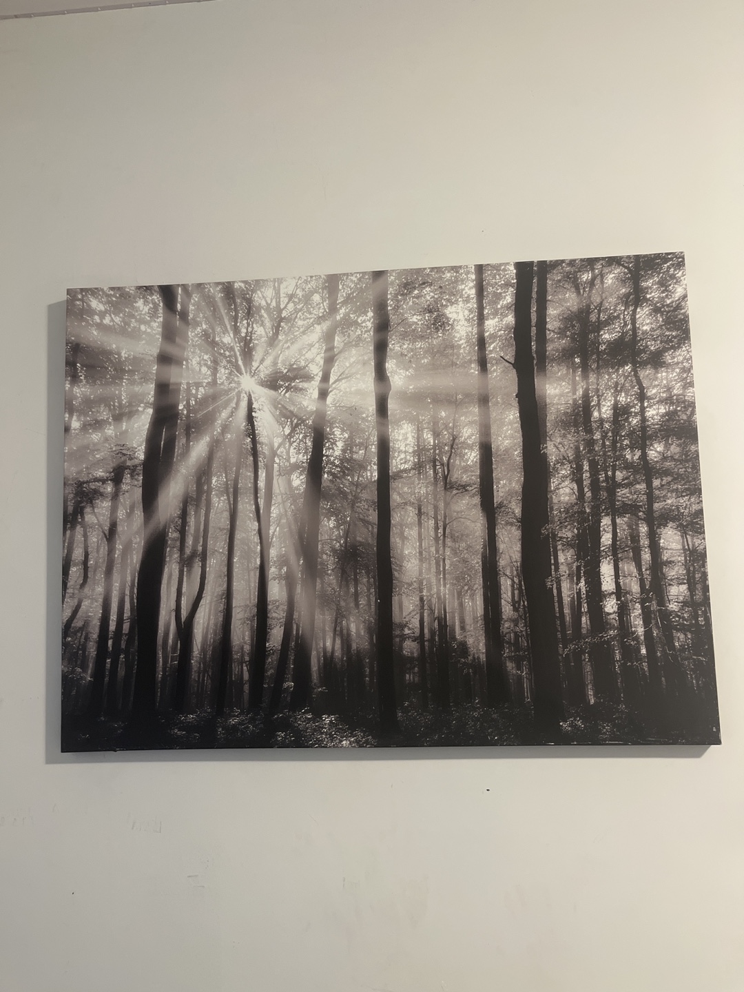 Black and White Forest Canvas Wall Art