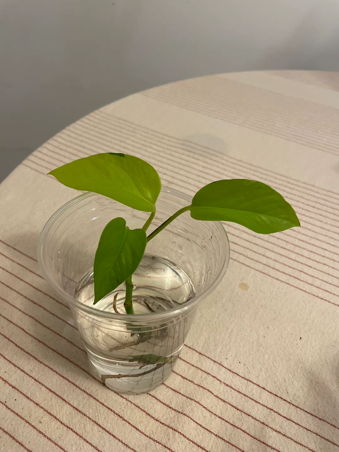 🍃 Neon Pothos Baby Cutting - Rooted! image indicator(2)