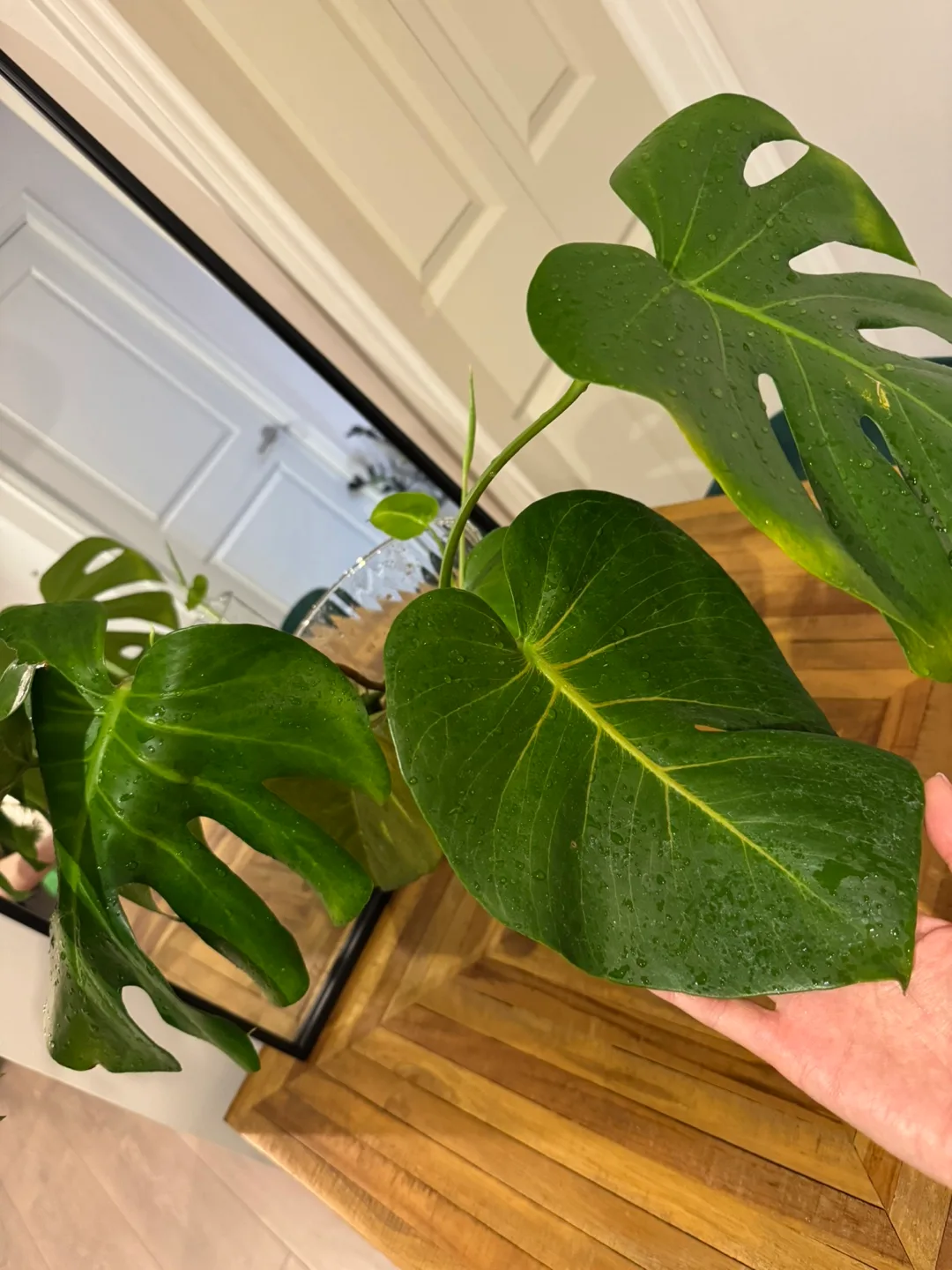 Monstera in Water image indicator(2)