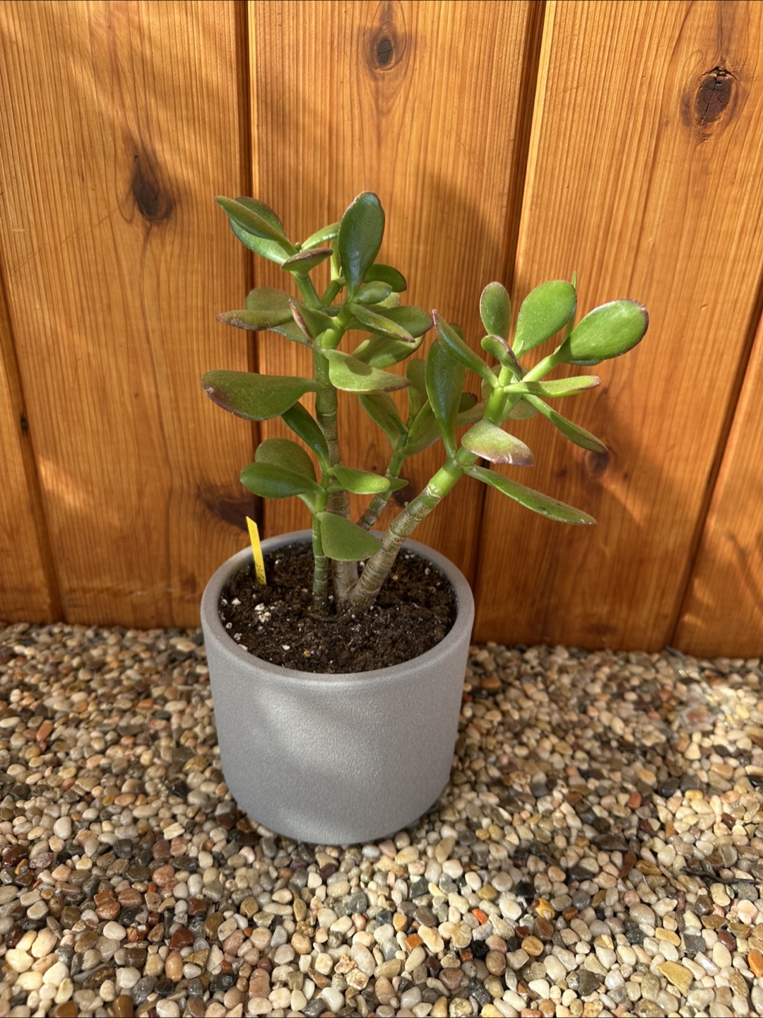 Jade Plant