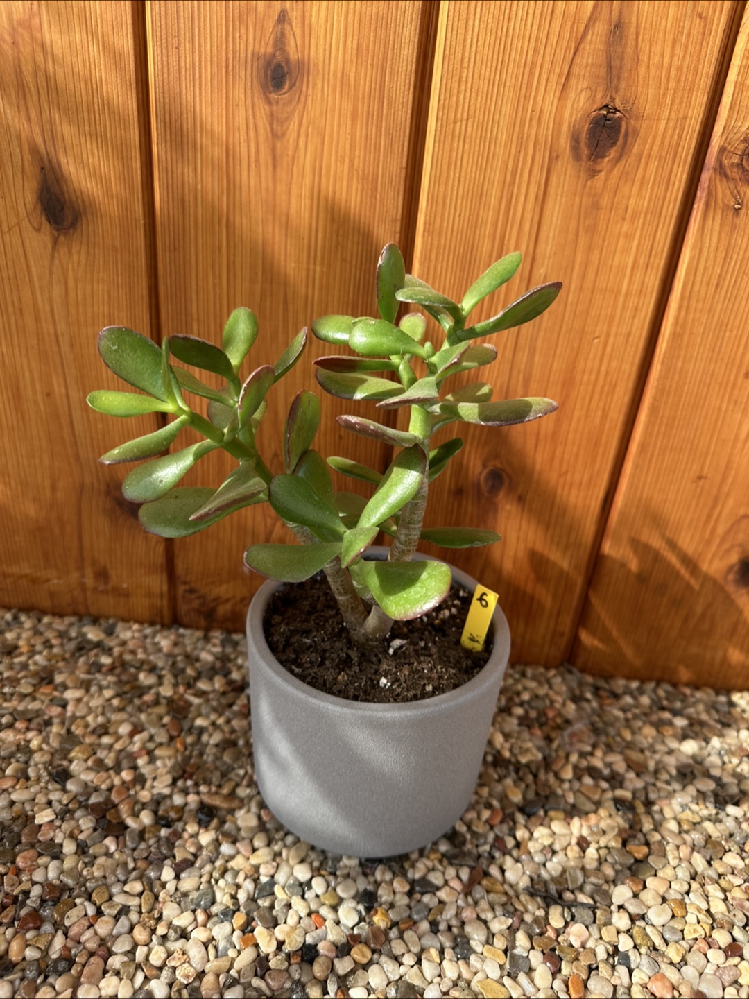 Jade Plant - photo 2