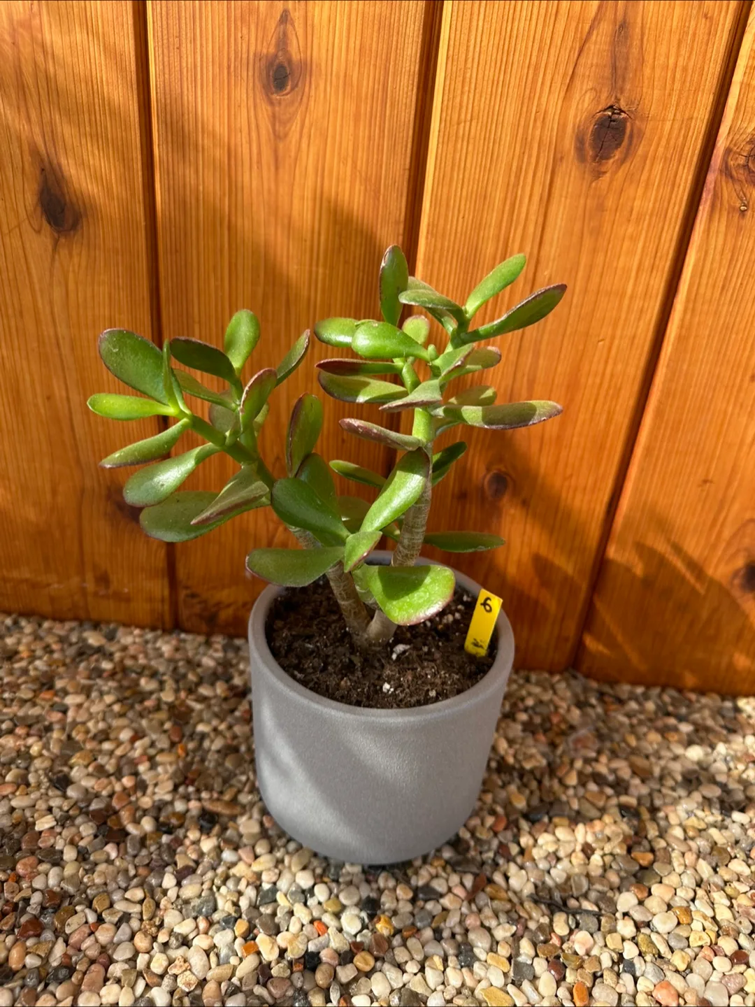 Jade Plant image indicator(2)