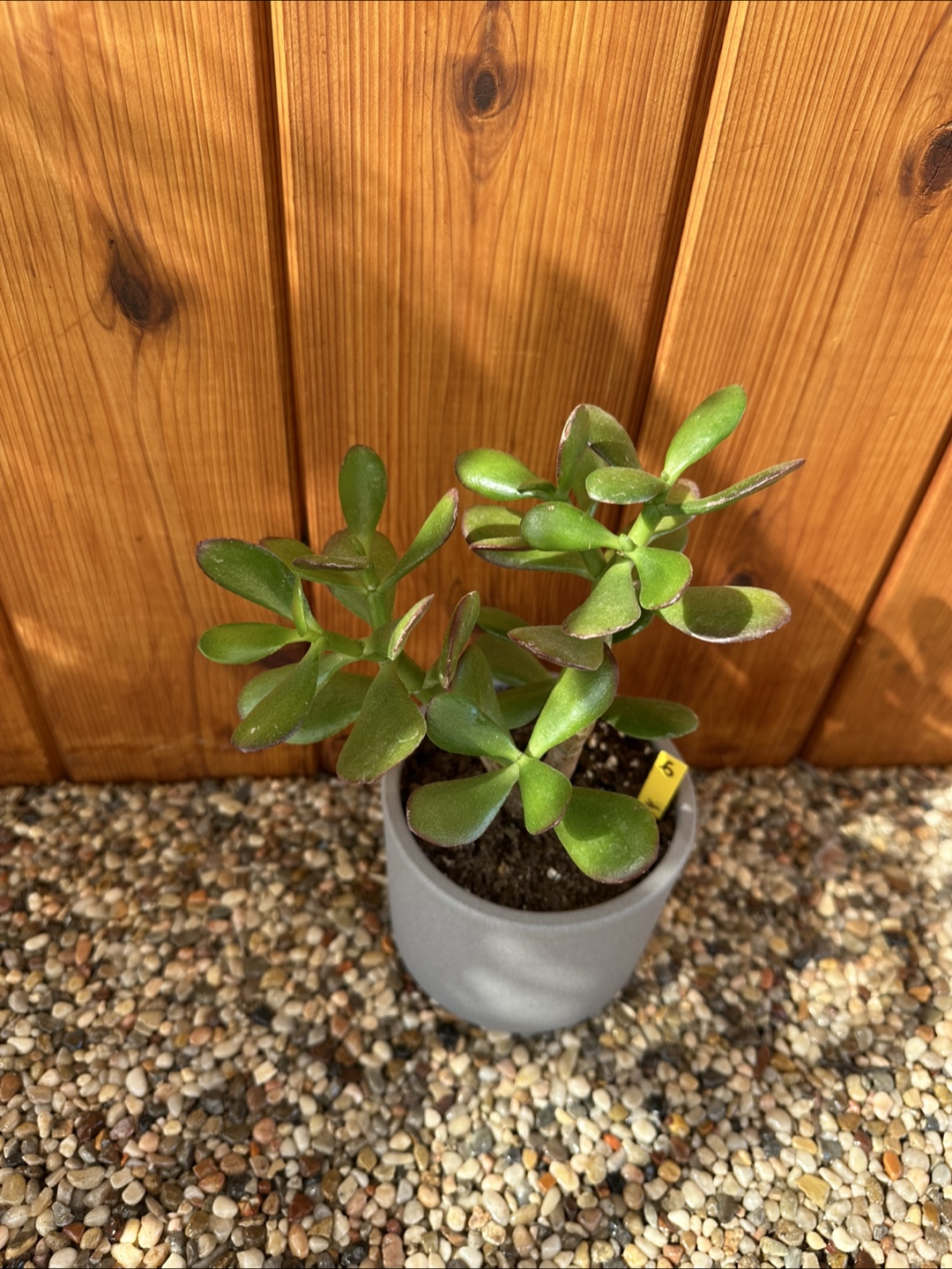 Jade Plant - photo 3