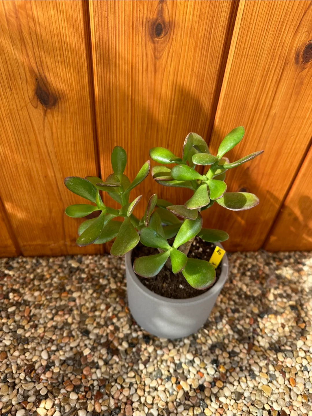 Jade Plant image indicator(3)