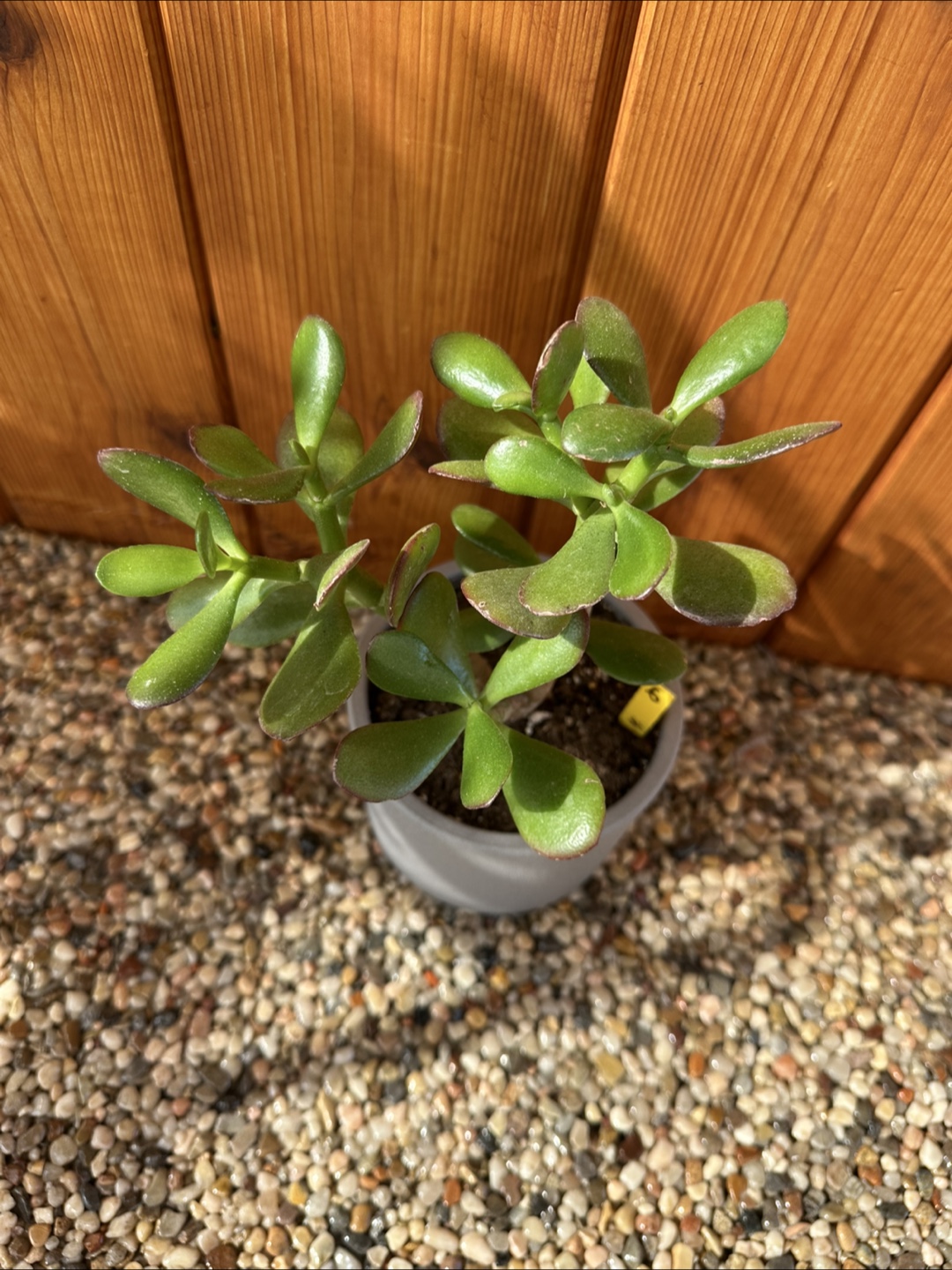 Jade Plant - photo 4
