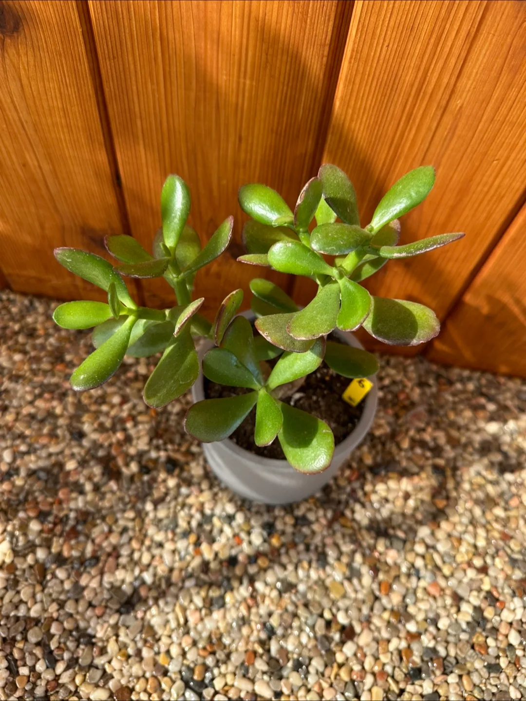 Jade Plant image indicator(4)